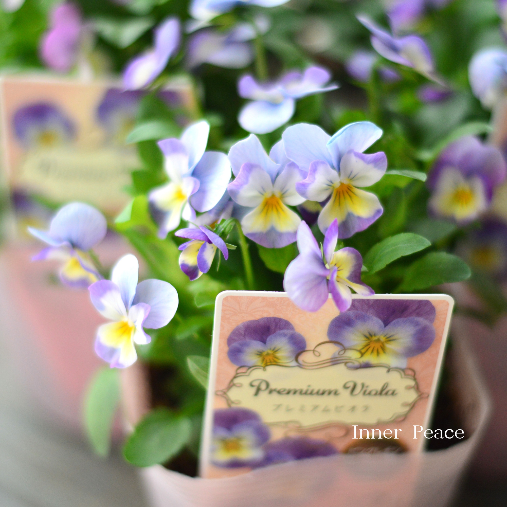 【かわいい】 ビオラ　『ピンクレモンリップ』　　3.5寸POT