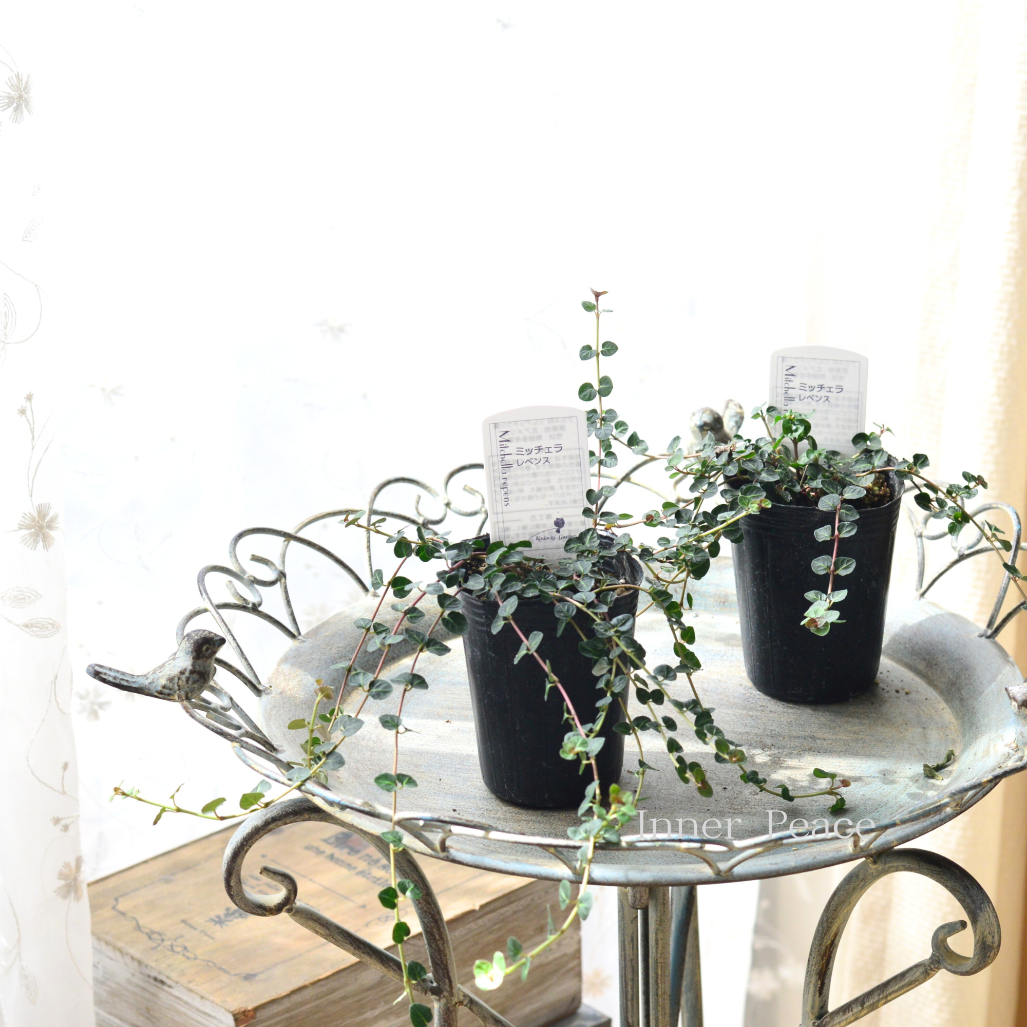 【寄せ植えに】 ミッチェラ　『レペンス』　　2.5寸ロングPOT