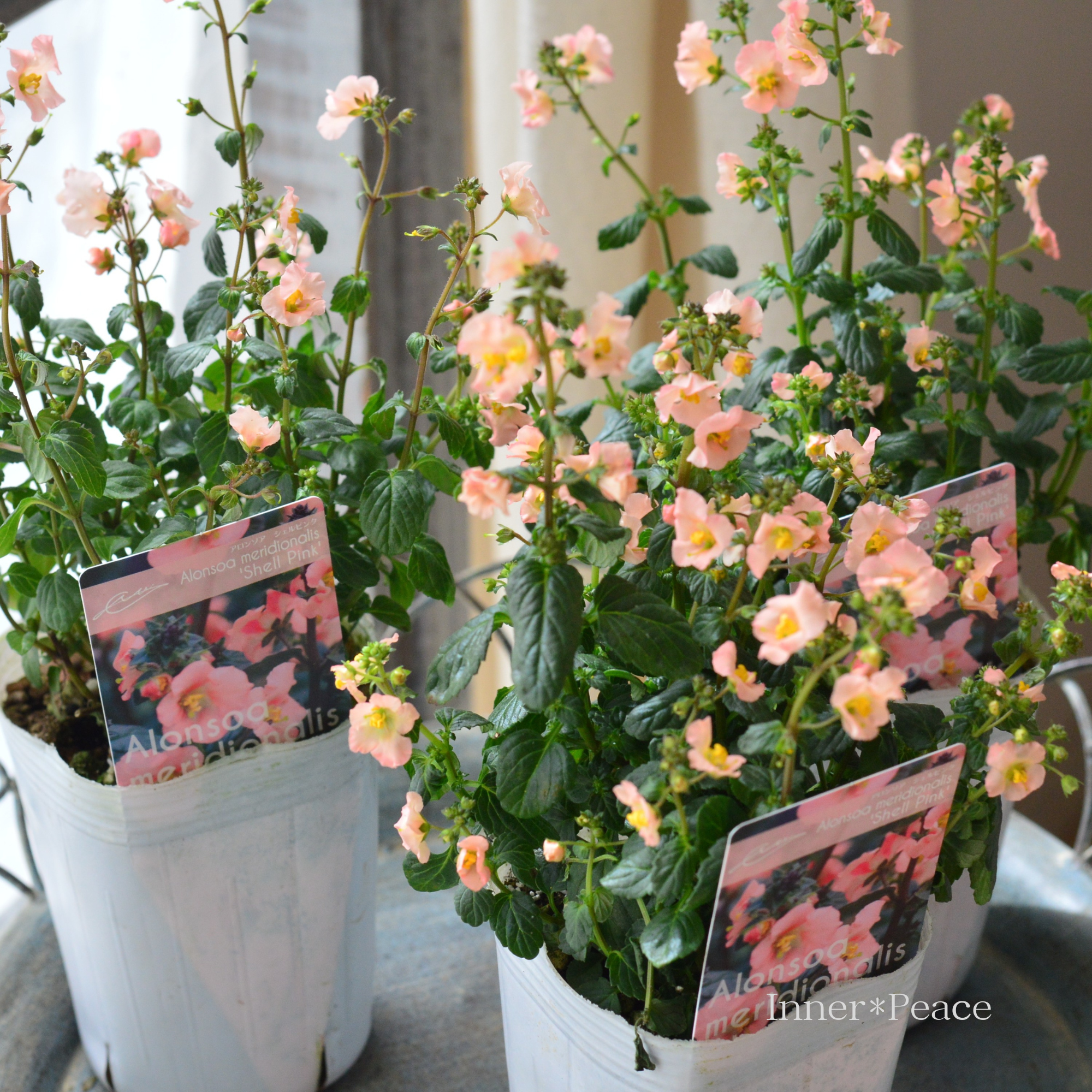 【開花期が長い】 アロンソア　『シェルピンク』　3寸ロングPOT