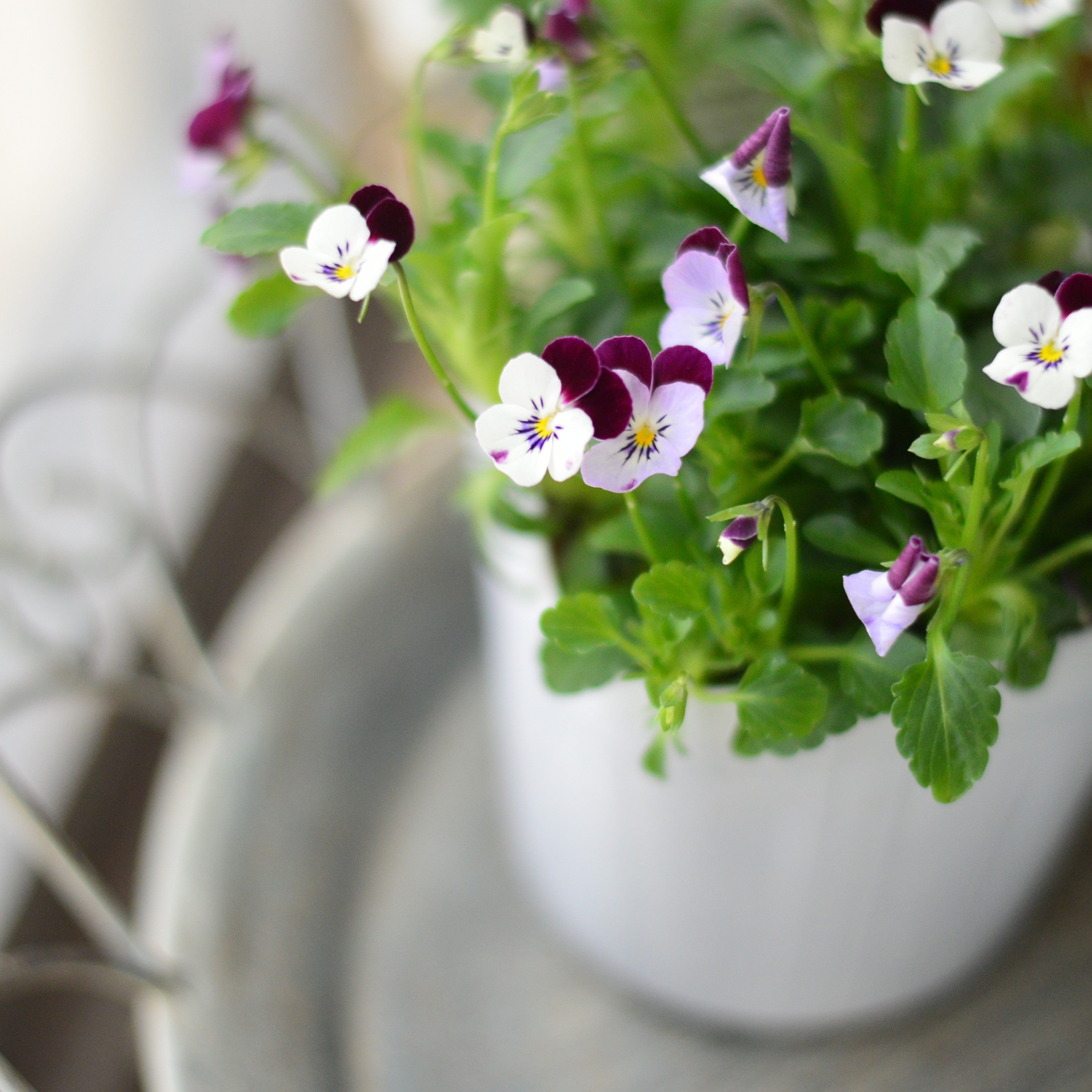 【かわいい】 小輪ビオラ　ビオレッタ　『クリームソーダ』　　3.5寸POT