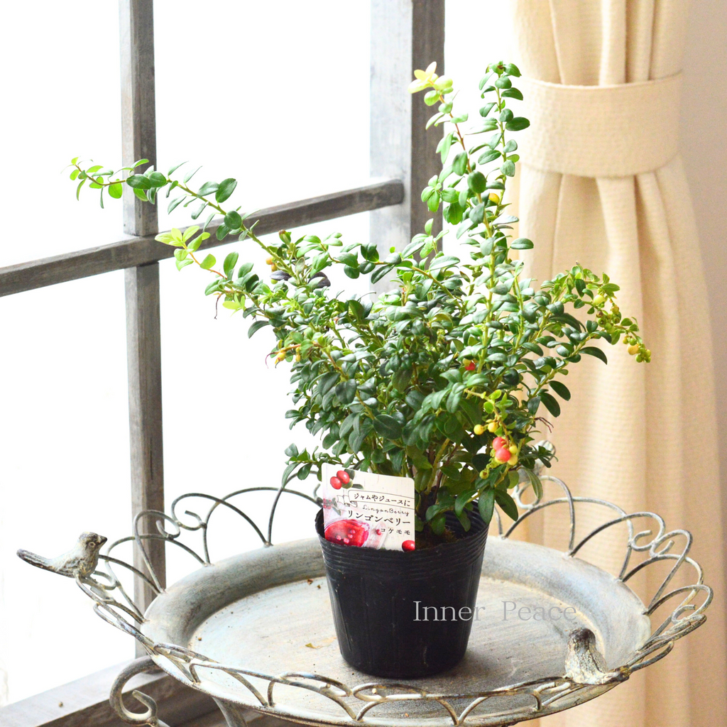 寒さに強い】 リンゴンベリー 3～3.5寸POT