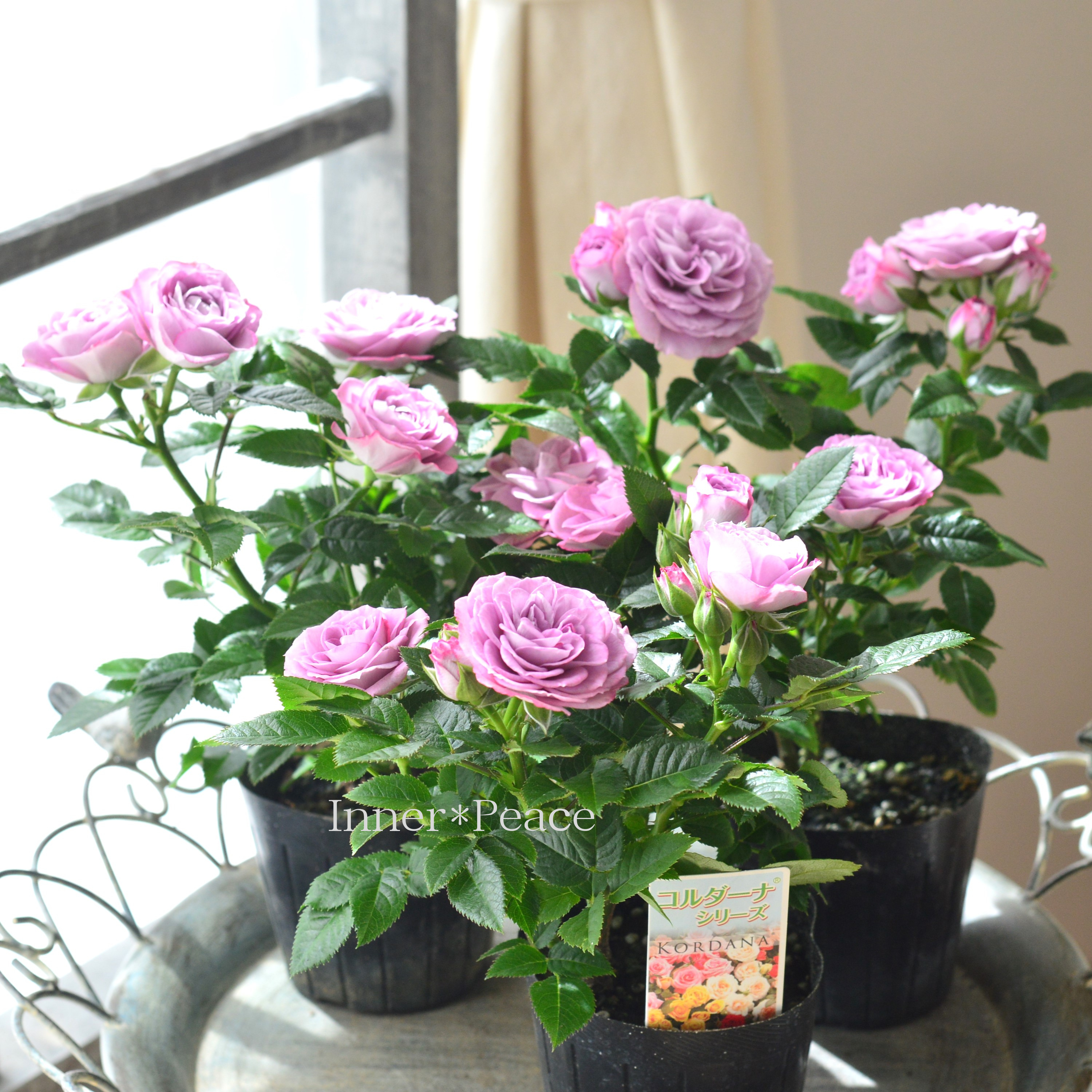 【美しい】ミニ薔薇  『コルダナ・インプルーブドブルー』  3寸POT
