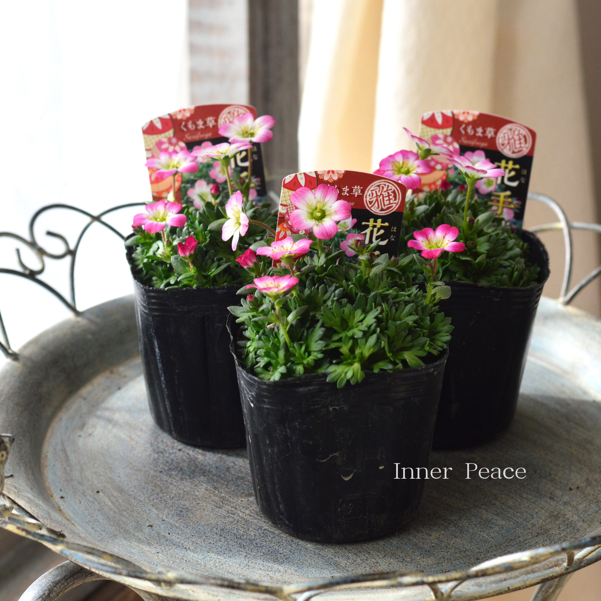 【寒さに強い】新品種　クモマグサ（雲間草）　『花手毬・ピンク』　3寸POT