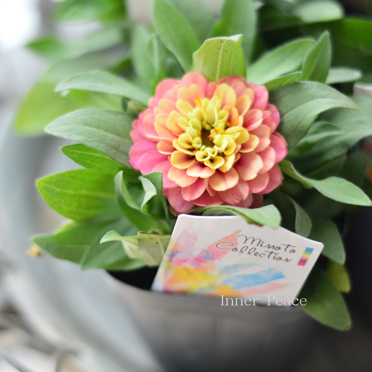 E49美品◆ ベイジ【2023ss/CollectionZINNIA：ジニア】 f6eef78d5ab42c3edec4394f933535