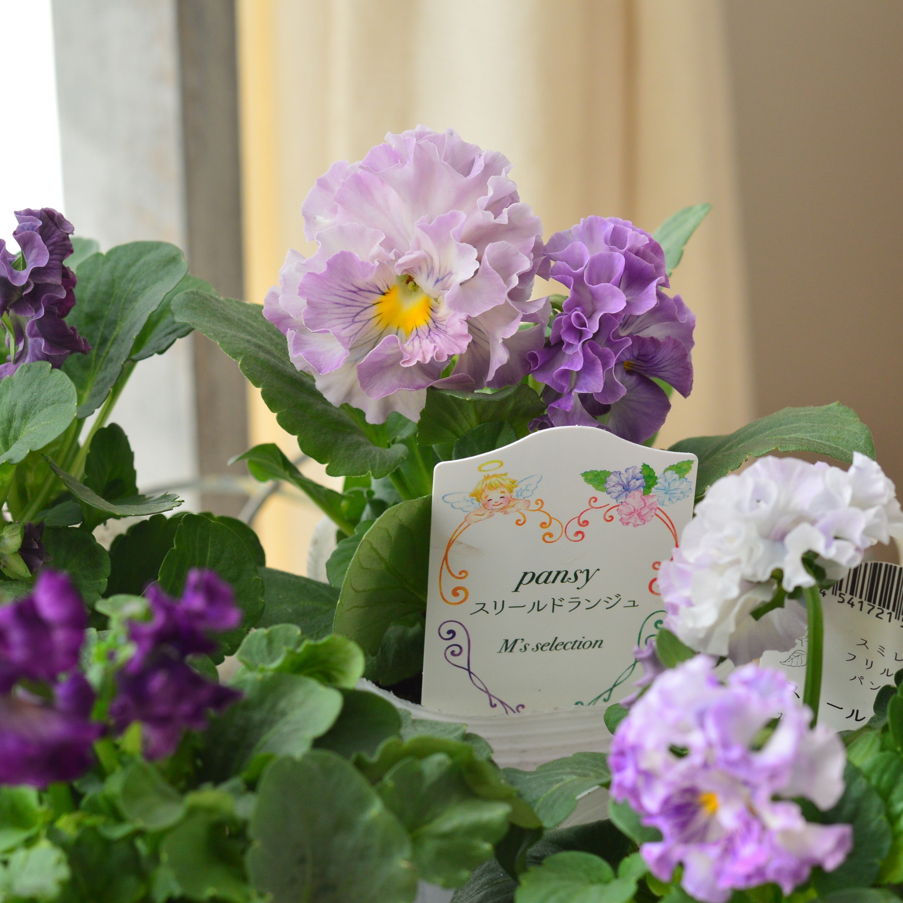 【松原園芸さん】 パンジー　『スリールドランジュ・パープル系』　　3寸POT
