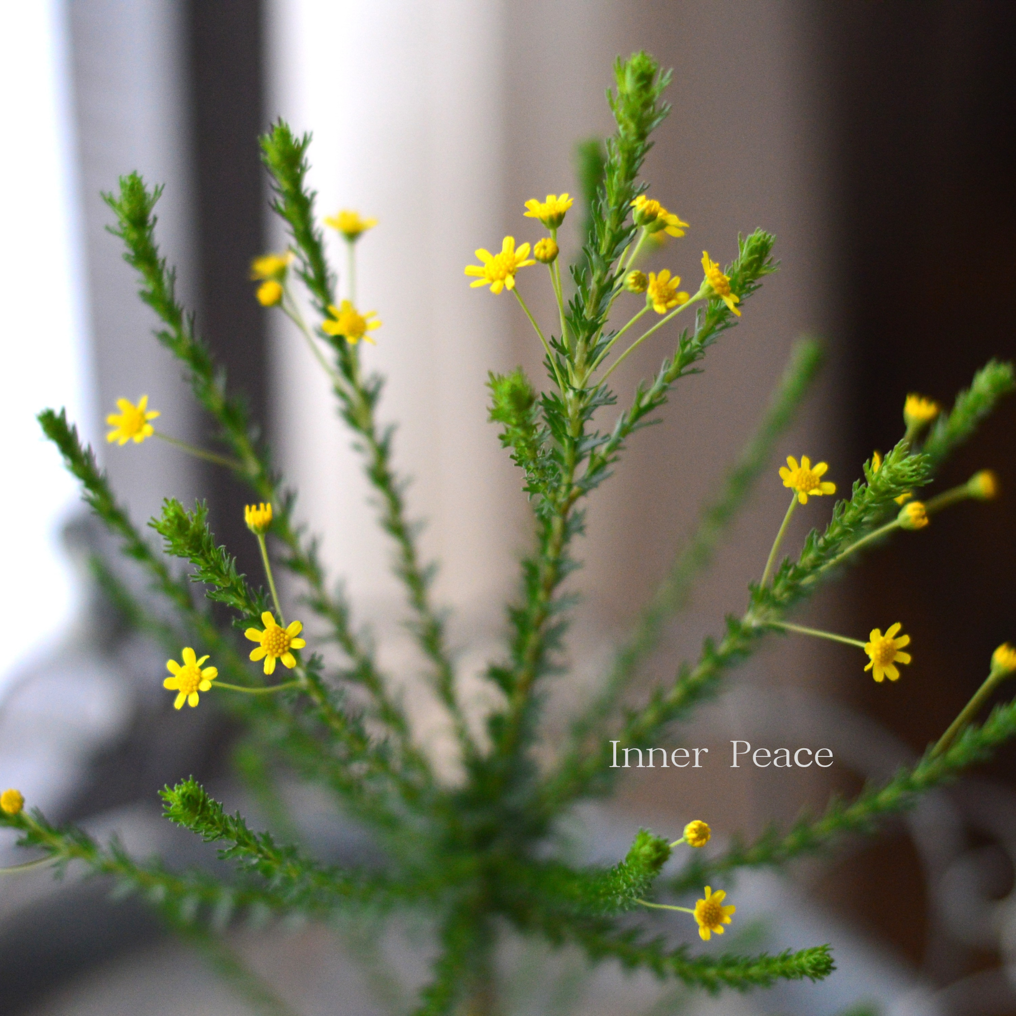 【冬に咲く】 ゴールデンクラッカー　3寸POT