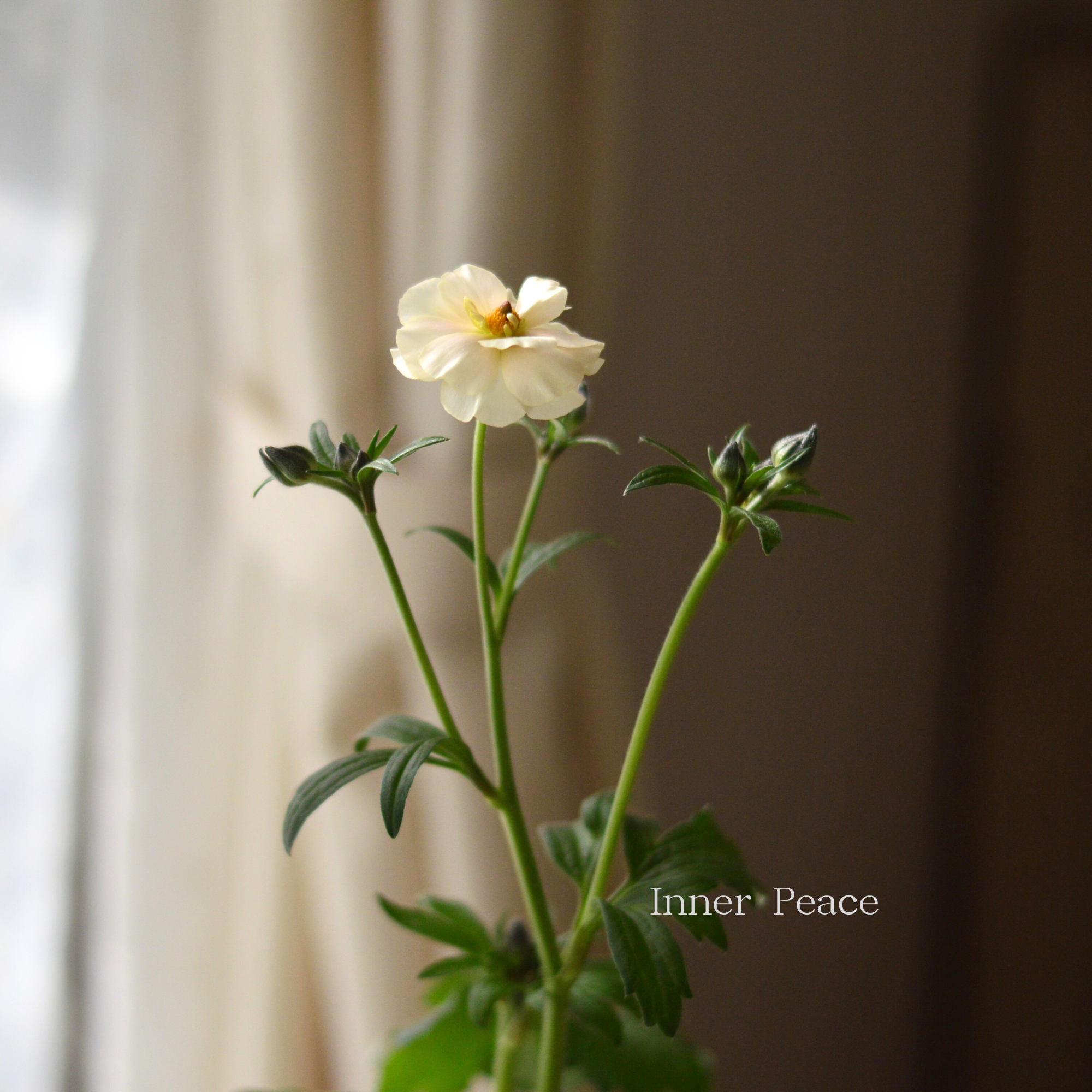 【美しい】 ラナンキュラス・ラックス 『ケラモス』　 4寸POT