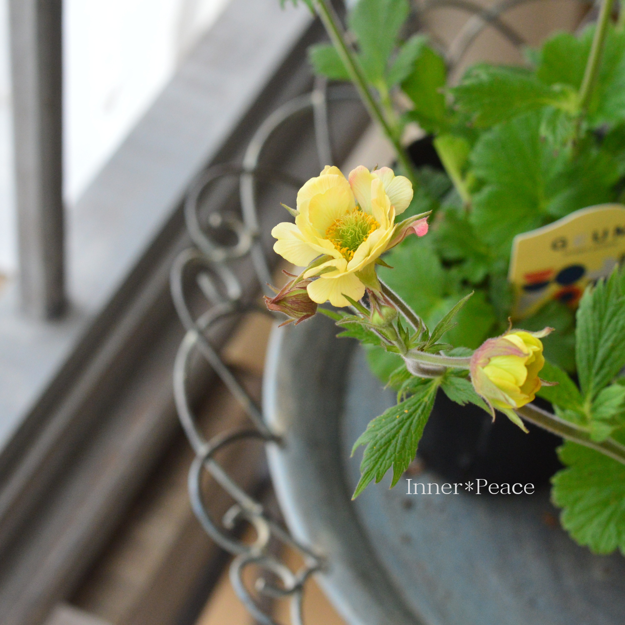 【暑さ寒さに強い】 ゲウム 『テンポ  イエロー』　3寸～3.5寸POT