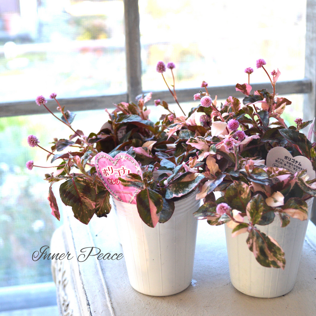 斑入り】 ポリゴナム 『セレブピンク』 2.5寸POT