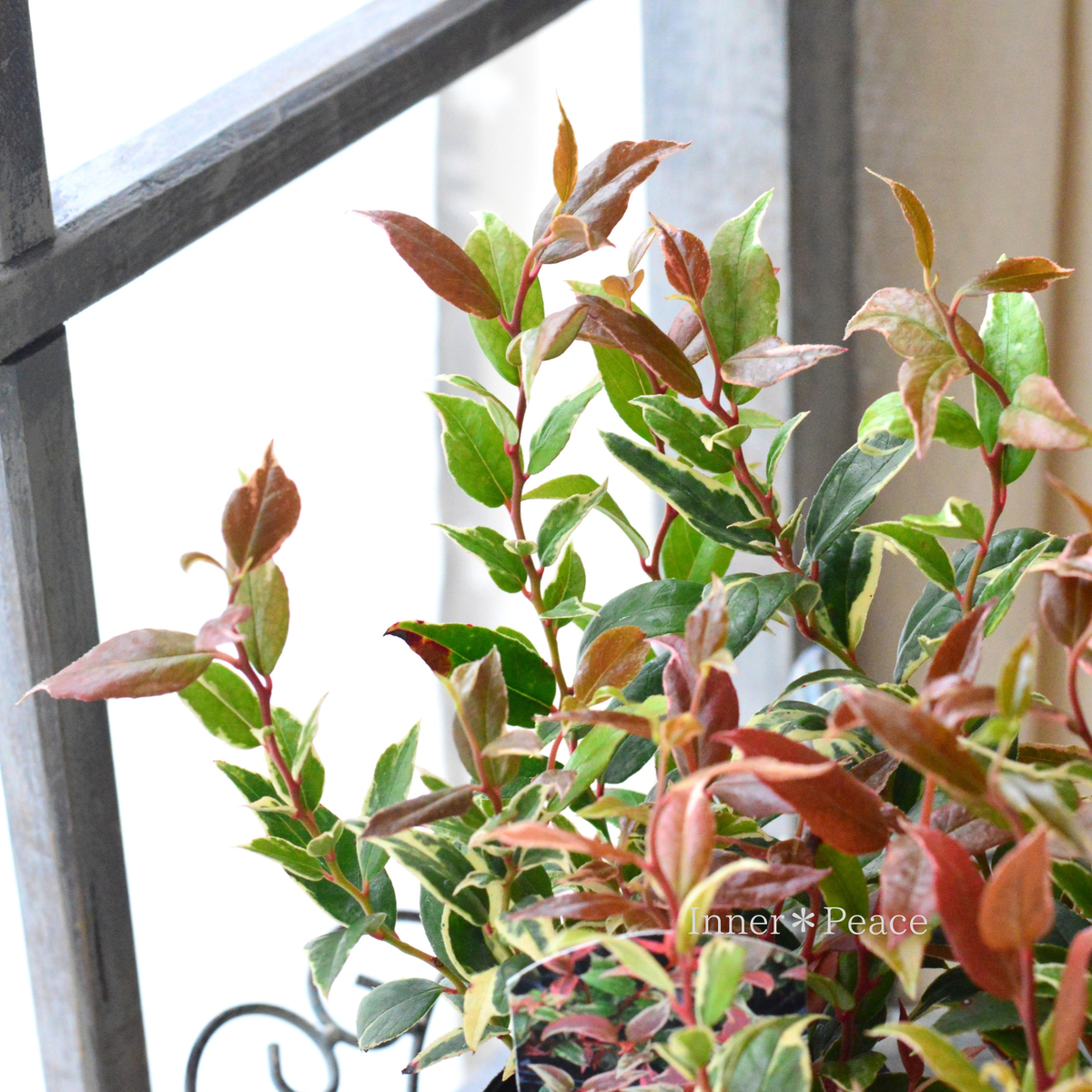 【寄せ植えに】 アキシラリス（ルコテー）・トリカラー　　2.5寸ロングPOT