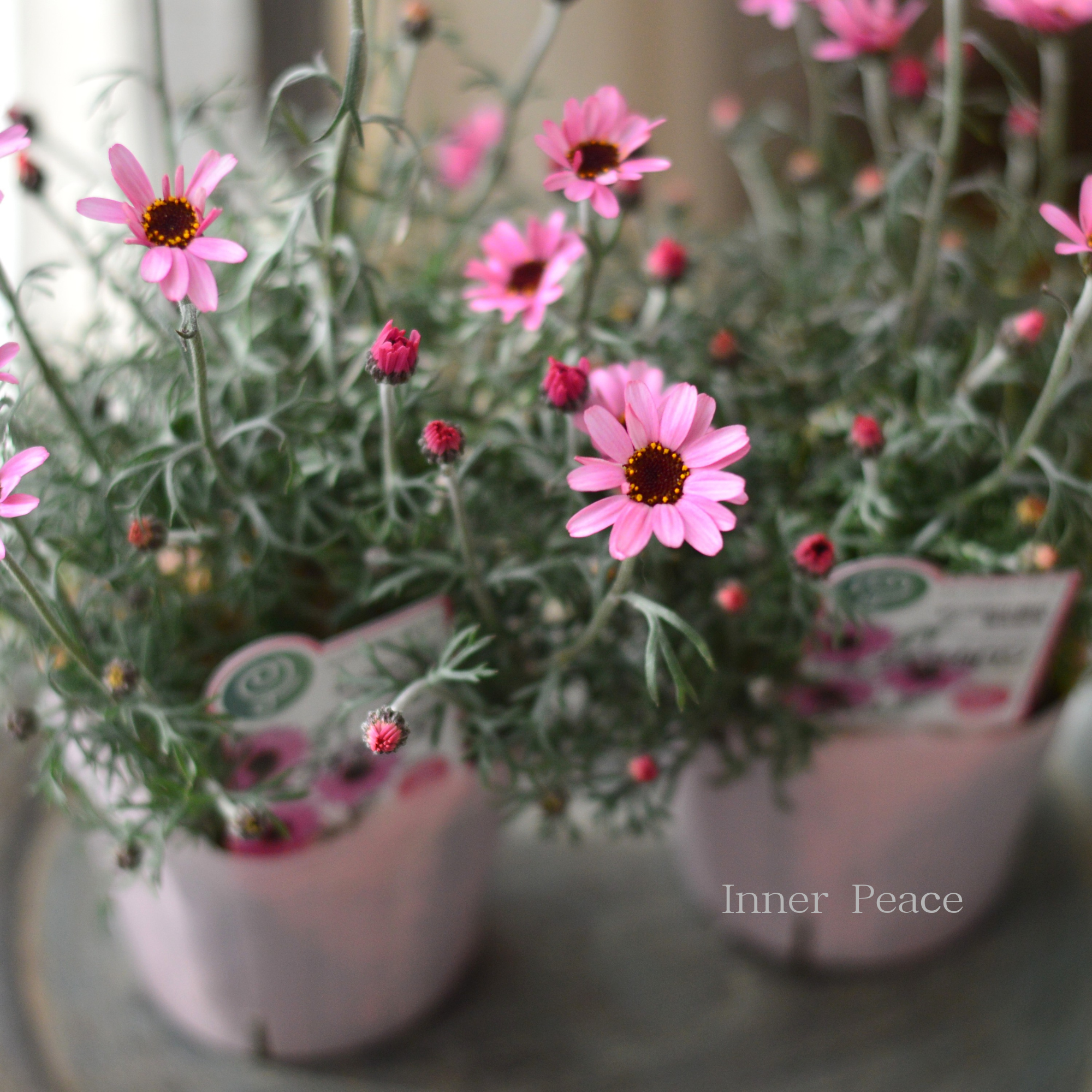 【大人かわいい】 ローダンセマム　『プチマカロン』   3.5寸POT