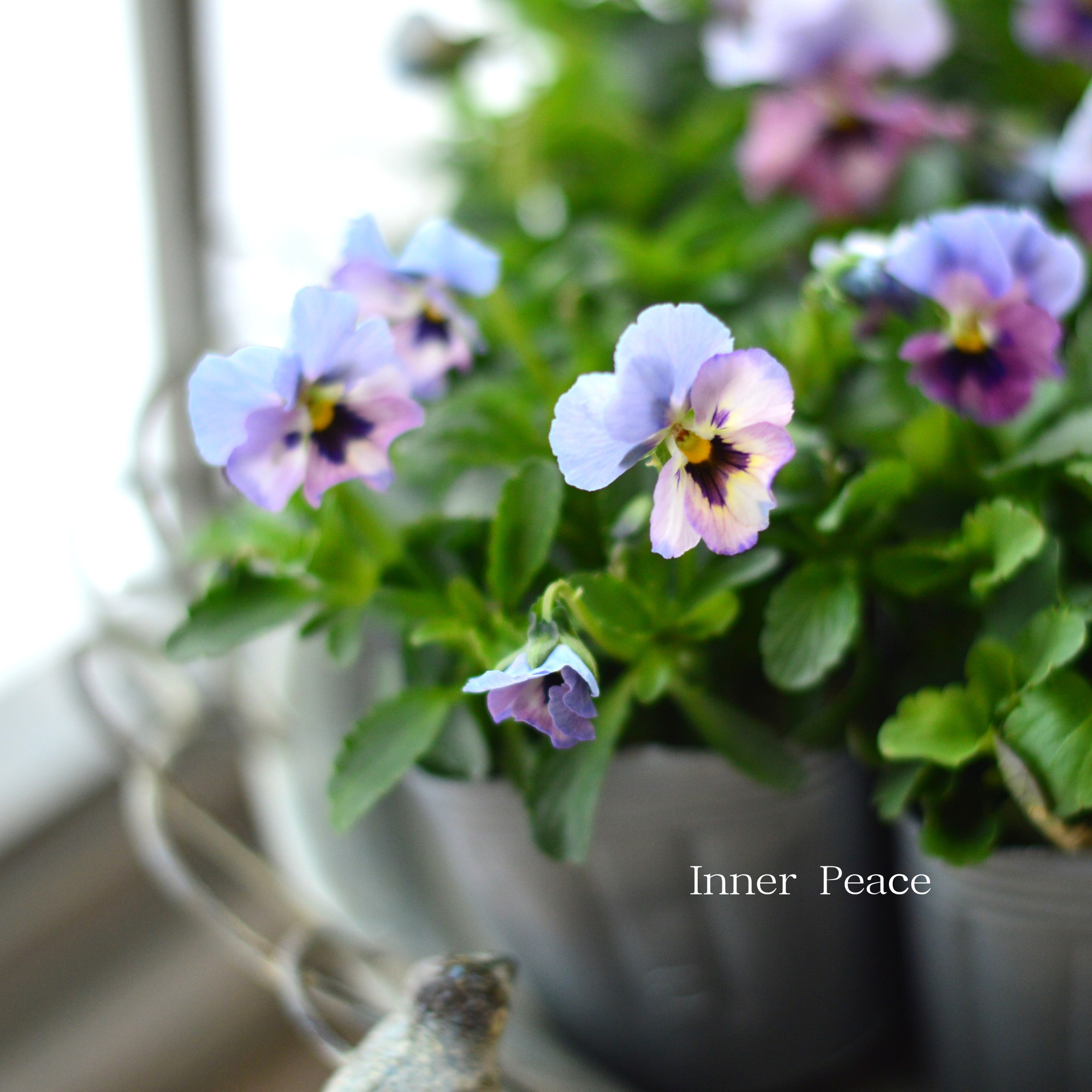 見元園芸さん】 ビオラ 『ふわふわ金魚ちゃん』 3寸POT