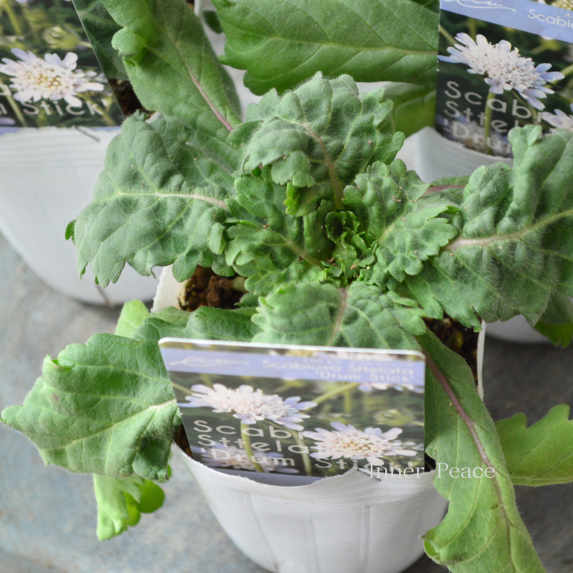 【暑さ寒さに強い】 スカビオサ　『ドラムスティック』 植え込み用 　3寸POT