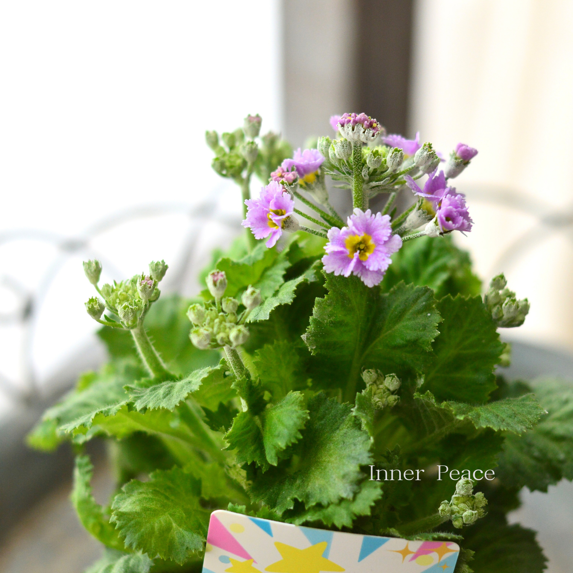 【北島園芸さん】 プリムラ マラコイデス 『パチパチキャンディ・ライトパープル系』　　3.5寸POT