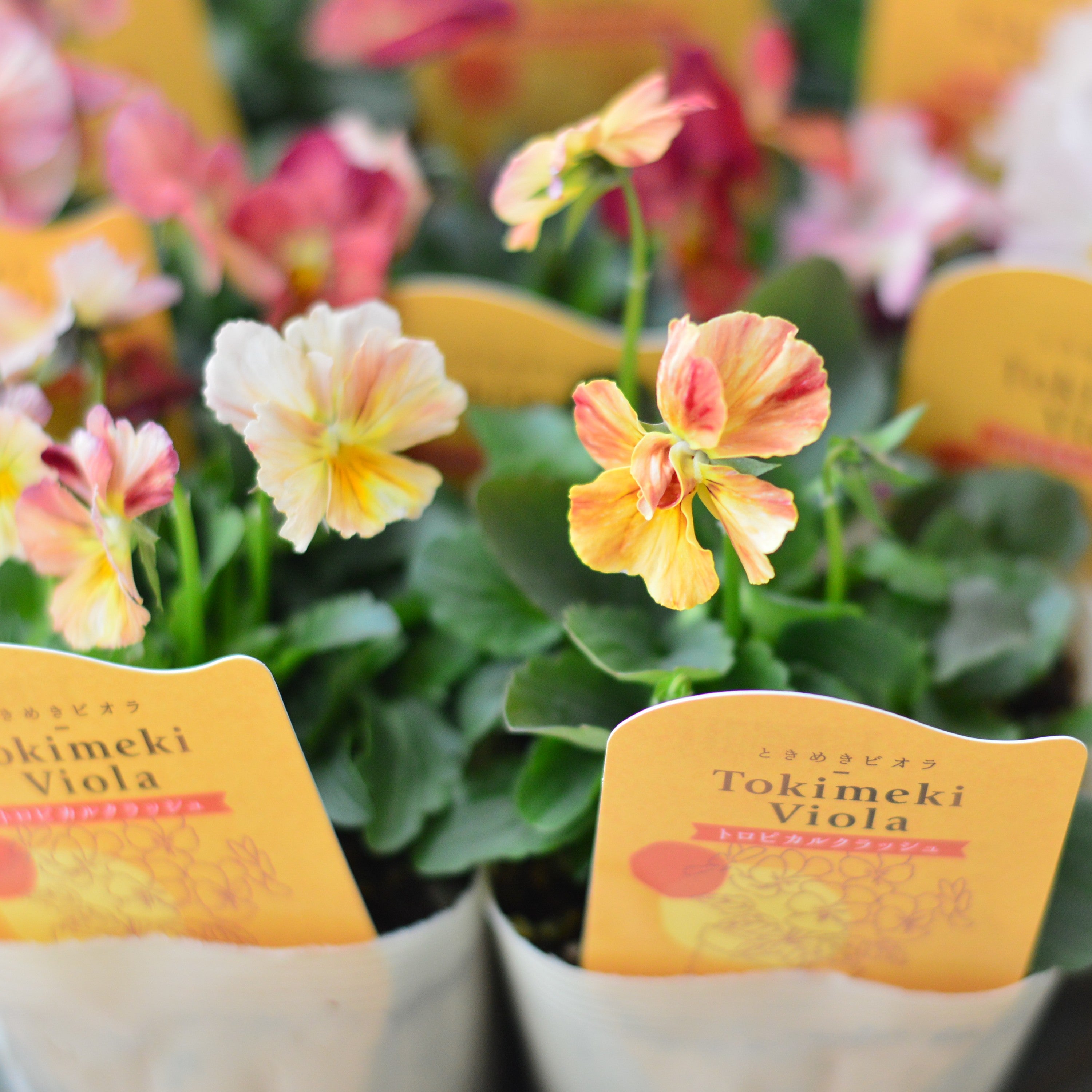 【奥田園芸さん】 ときめきビオラ　『トロピカルクラッシュ』　3.5寸POT