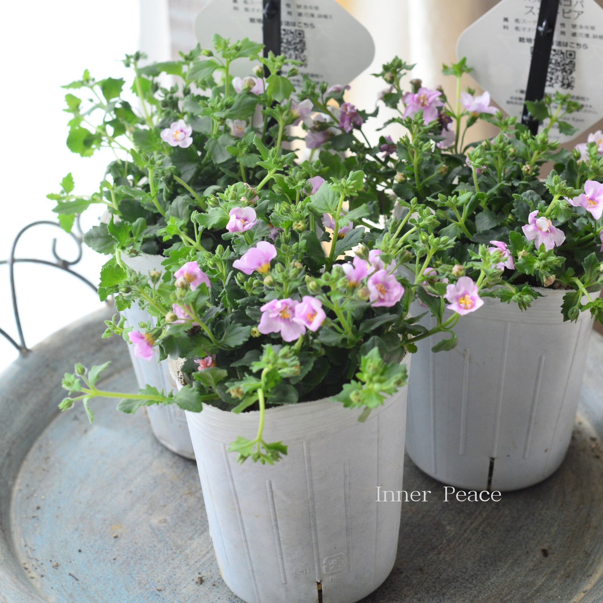 【２本植え】 バコパ  『スコピア ダブル・ピンク』　　3寸ロングPOT