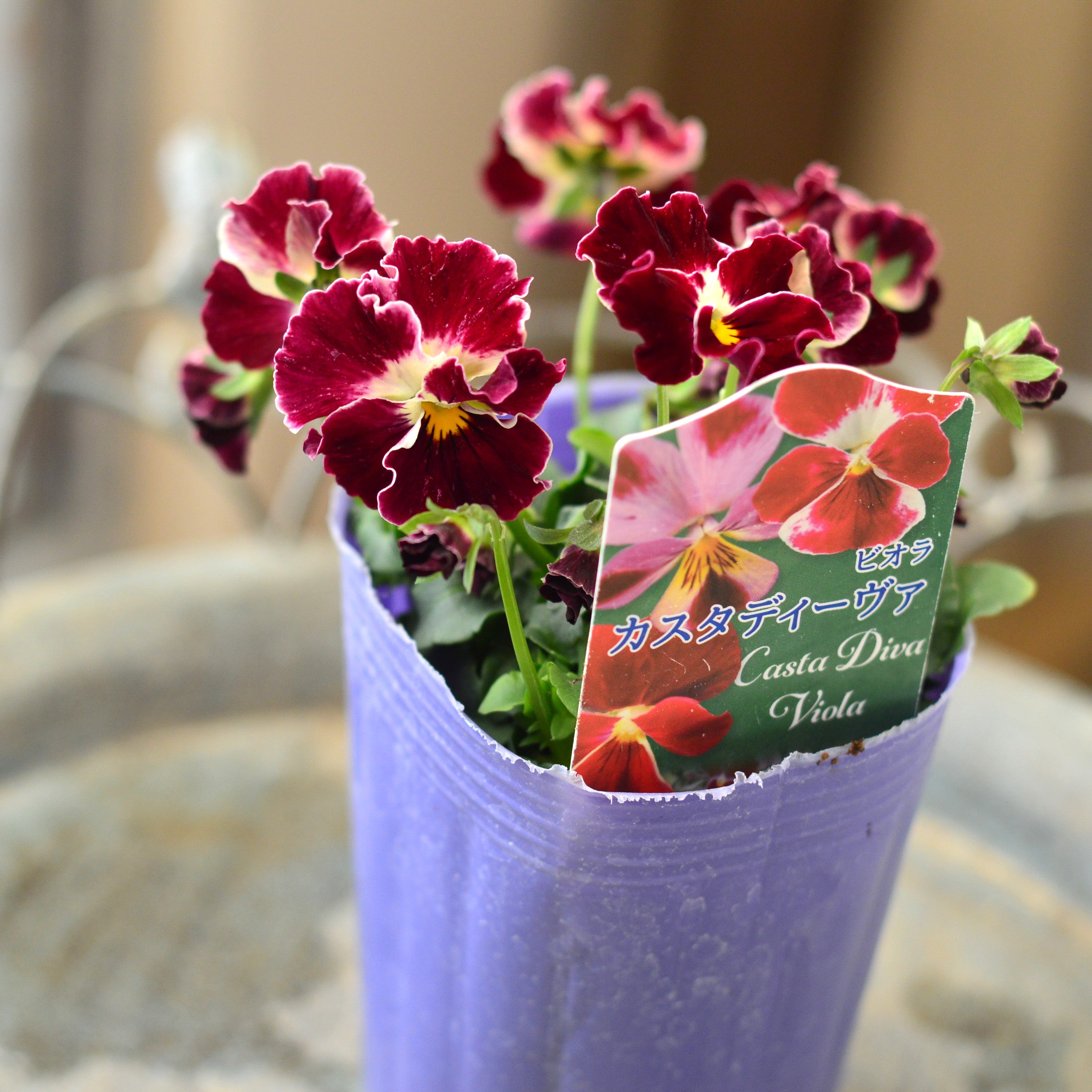 【花夢園芸さん】 ビオラ 『カスタディーヴァ』　3寸ロングPOT