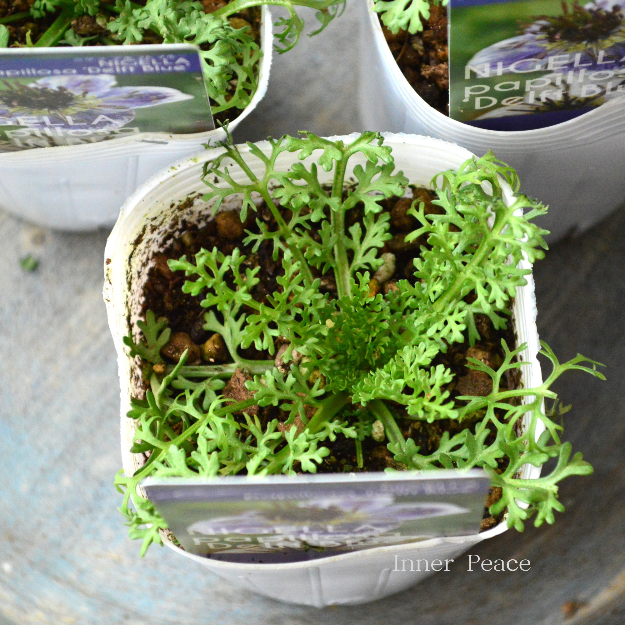 【オシャレ】 ニゲラ 『デルフトブルー』植え込み用　3寸POT