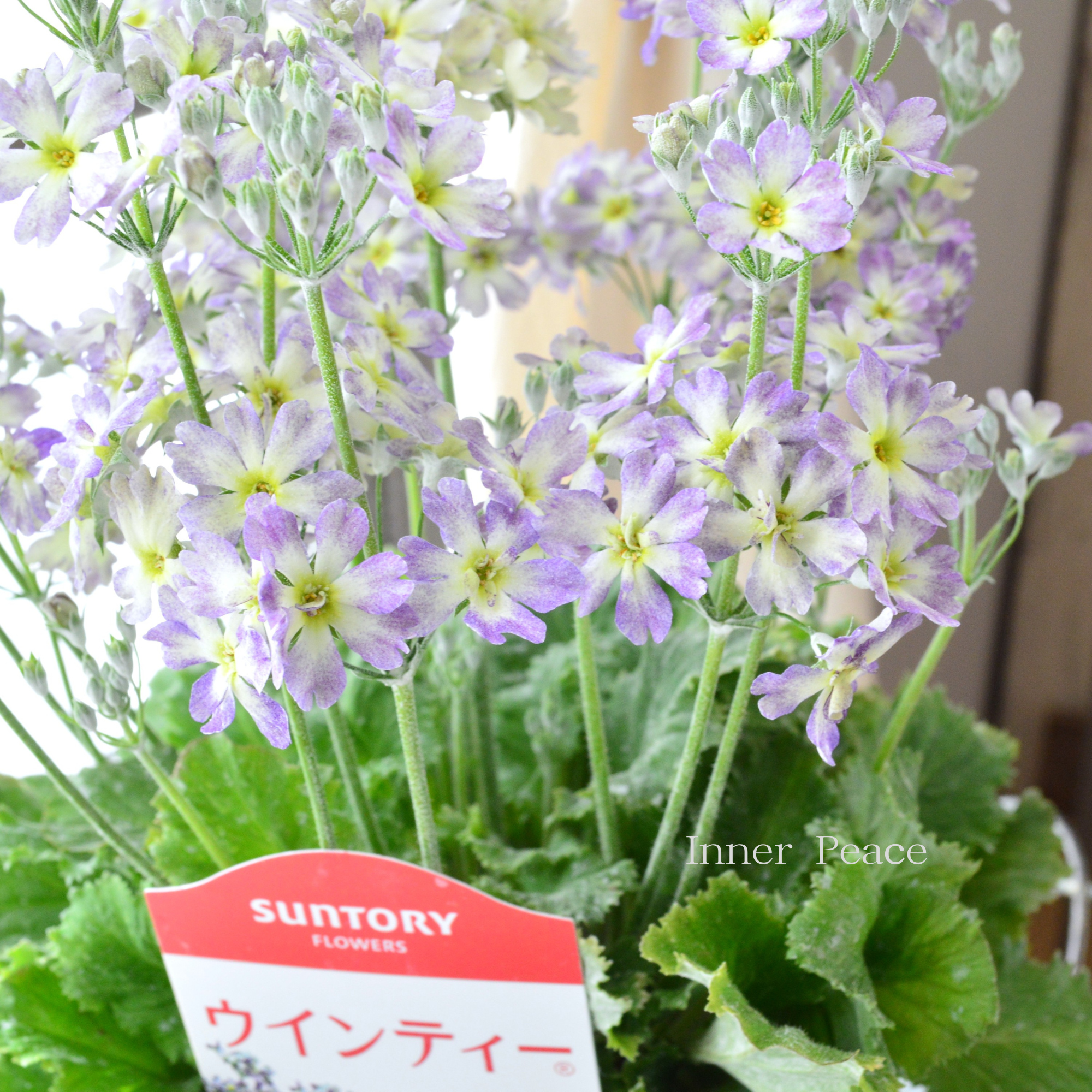 【新色】 ウインティー 『ブルーピコティ』　　3.5寸POT