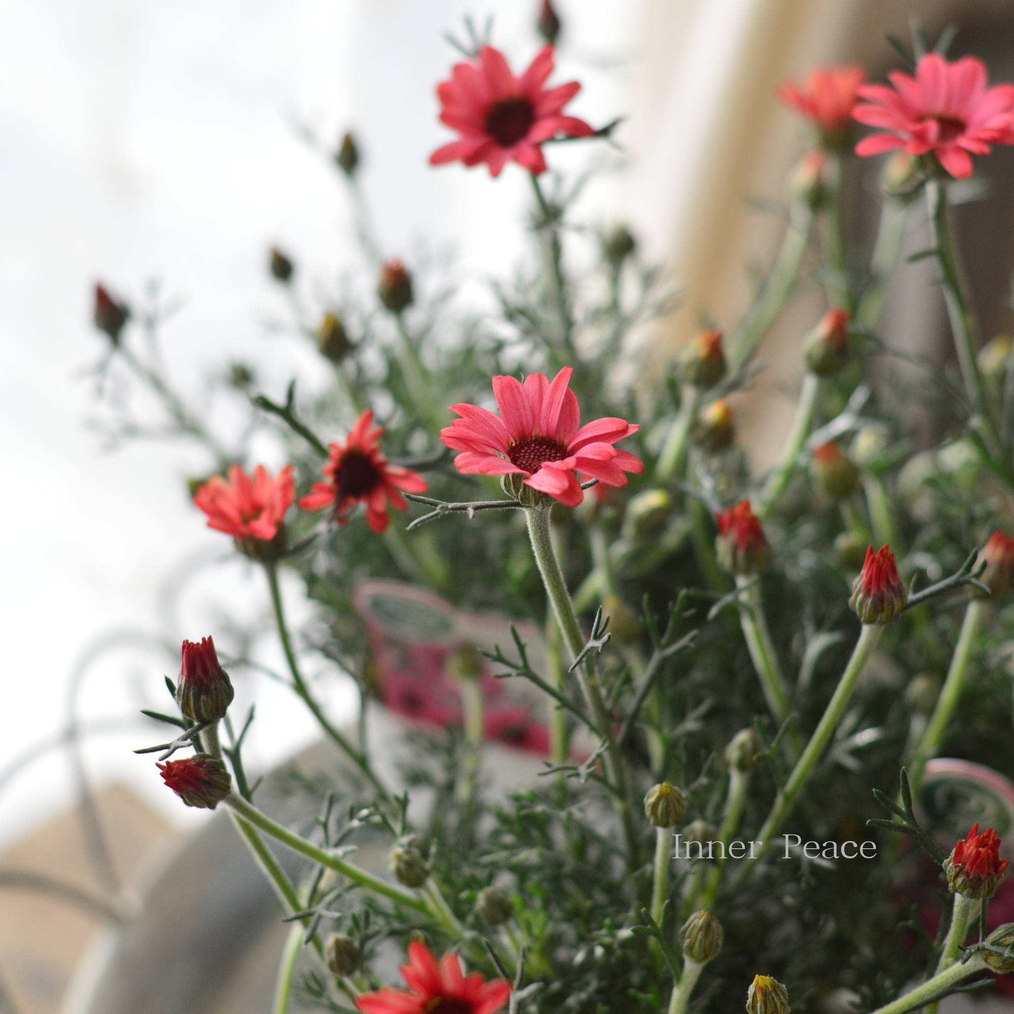 【大人かわいい】 ローダンセマム　『マーズ』 　3.5寸POT