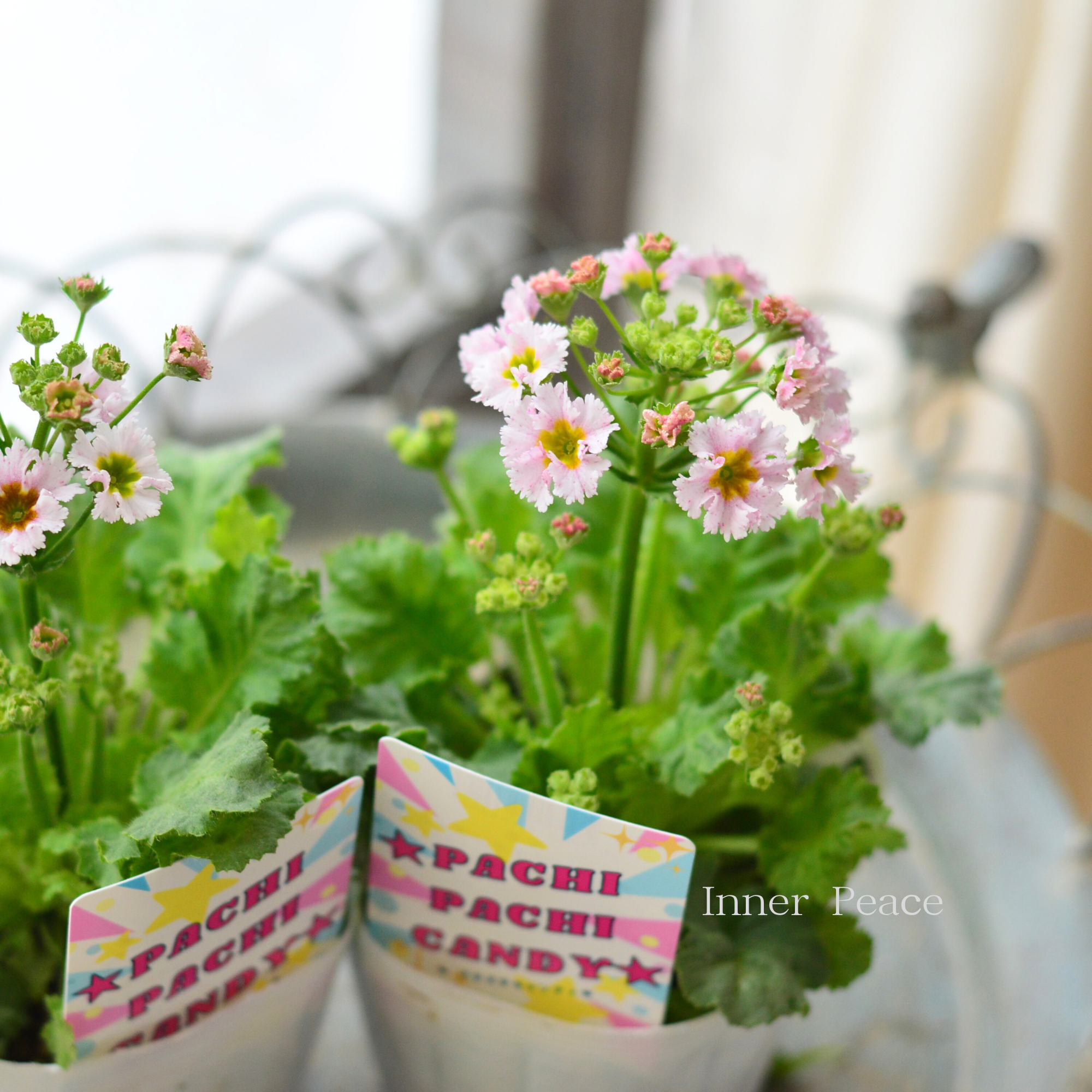 【北島園芸さん】 プリムラ マラコイデス 『パチパチキャンディ・ライトピンク系』　　3.5寸POT