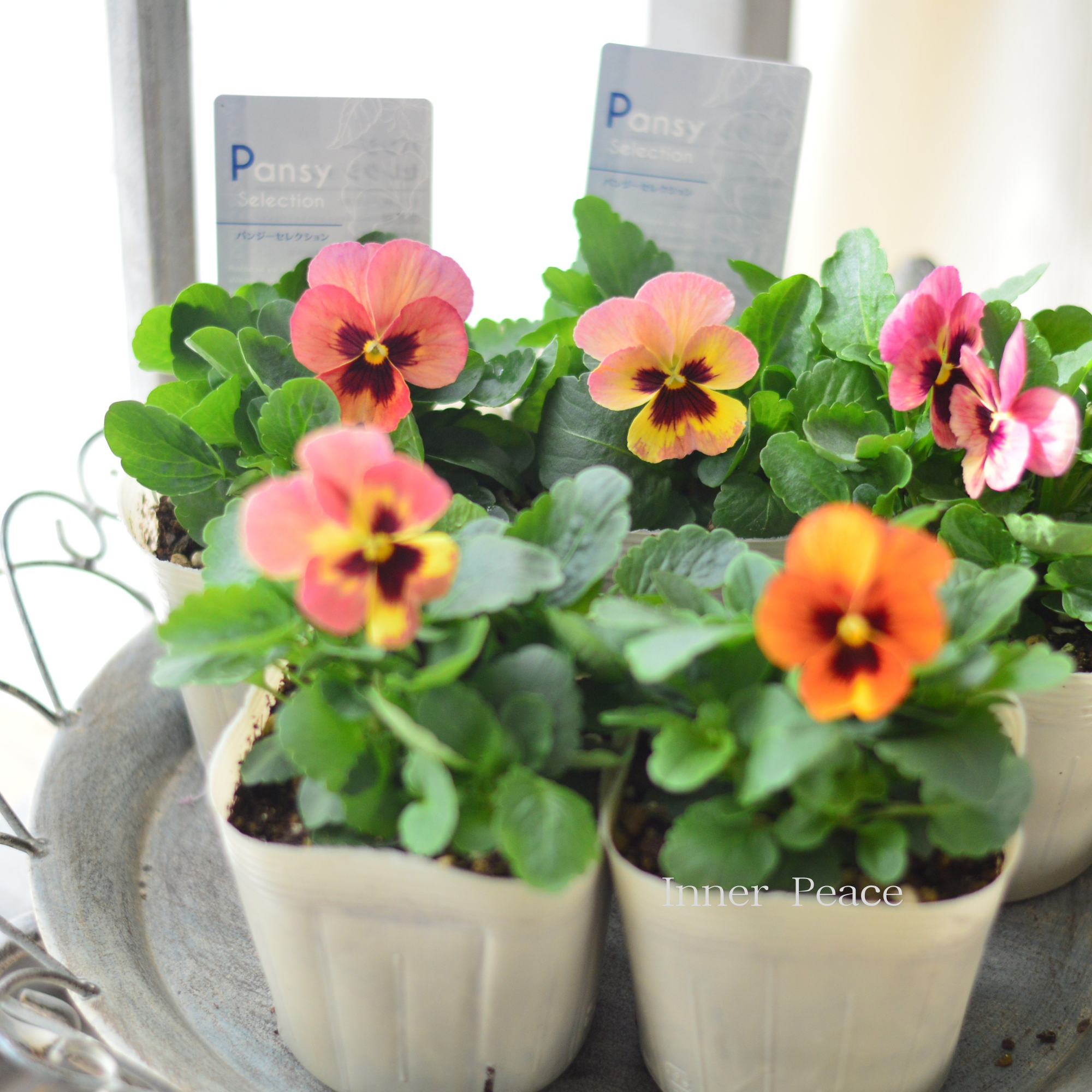 【かわいい】 パンジー　『イエローローズブロッチ』　　3.5寸POT