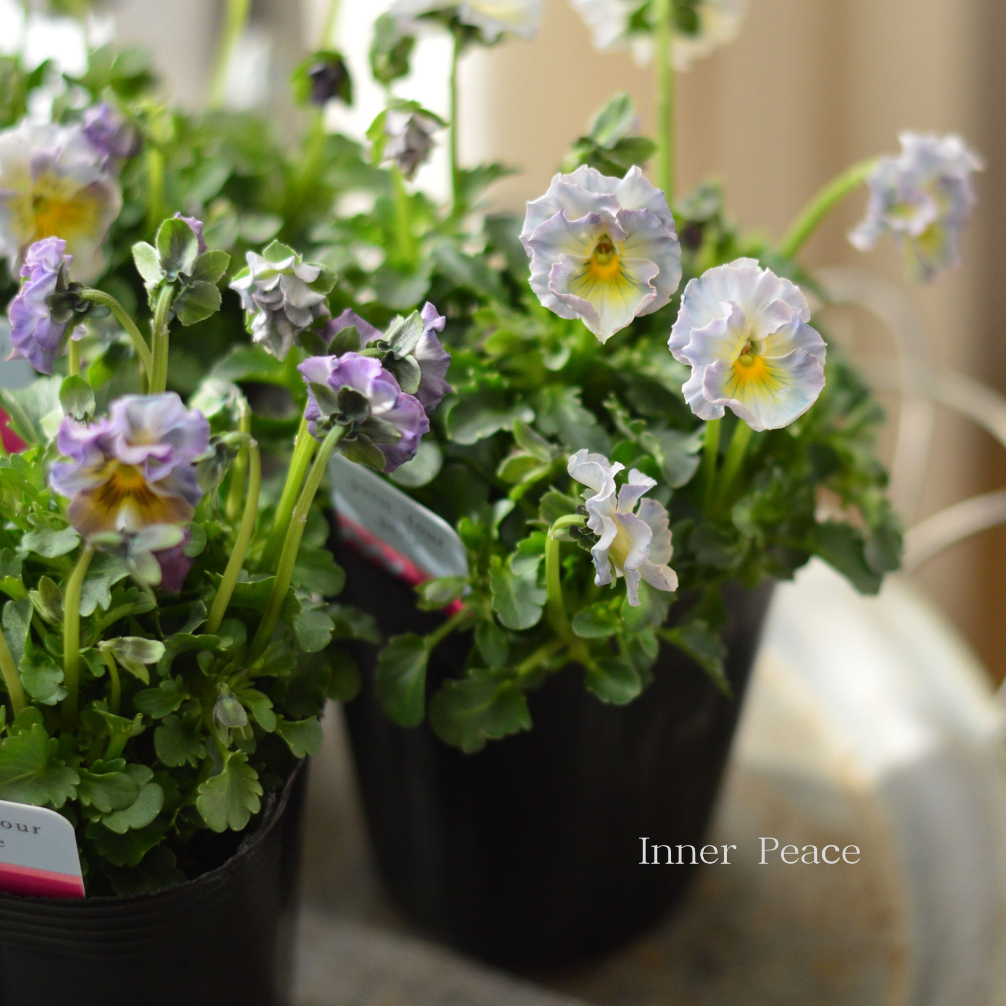 【ハルグリンさん】 ビオラ　『プティフール・ペルル　4番』　　3寸POT