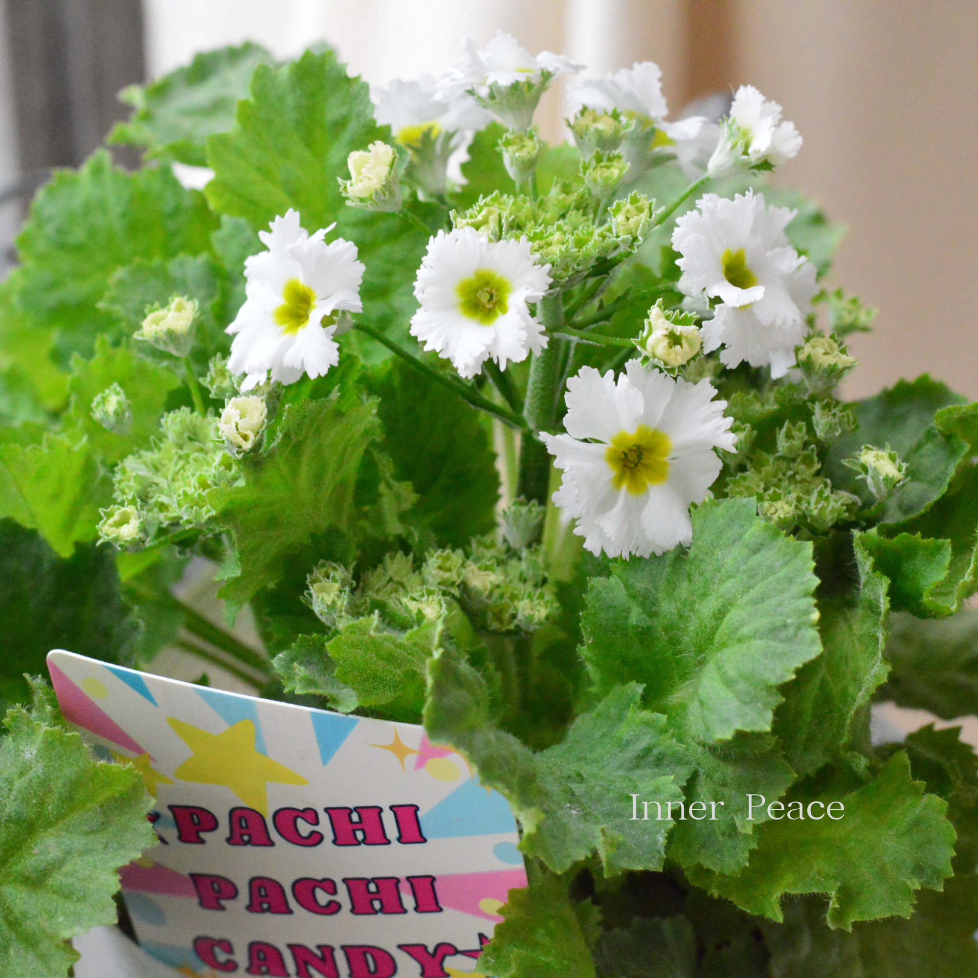 【北島園芸さん】 プリムラ マラコイデス 『パチパチキャンディ・ホワイト系』　　3.5寸POT