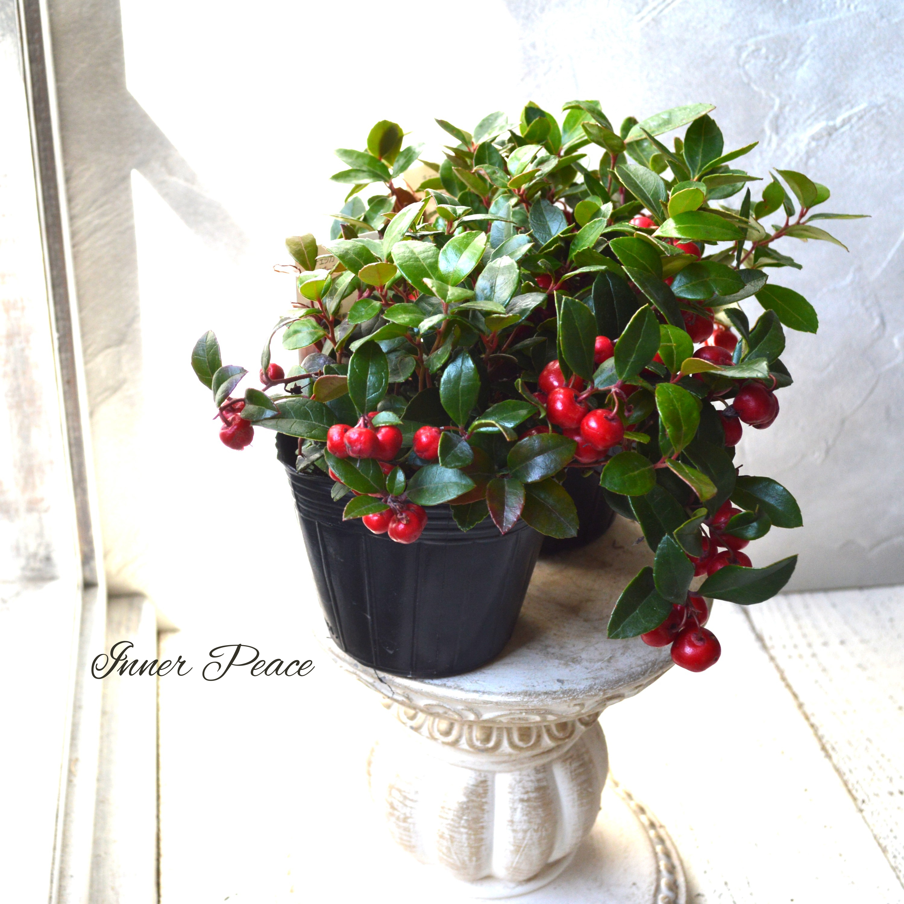 【かわいい】ゴールテリア・チェッカーベリー　赤　 3寸～3.5寸POT