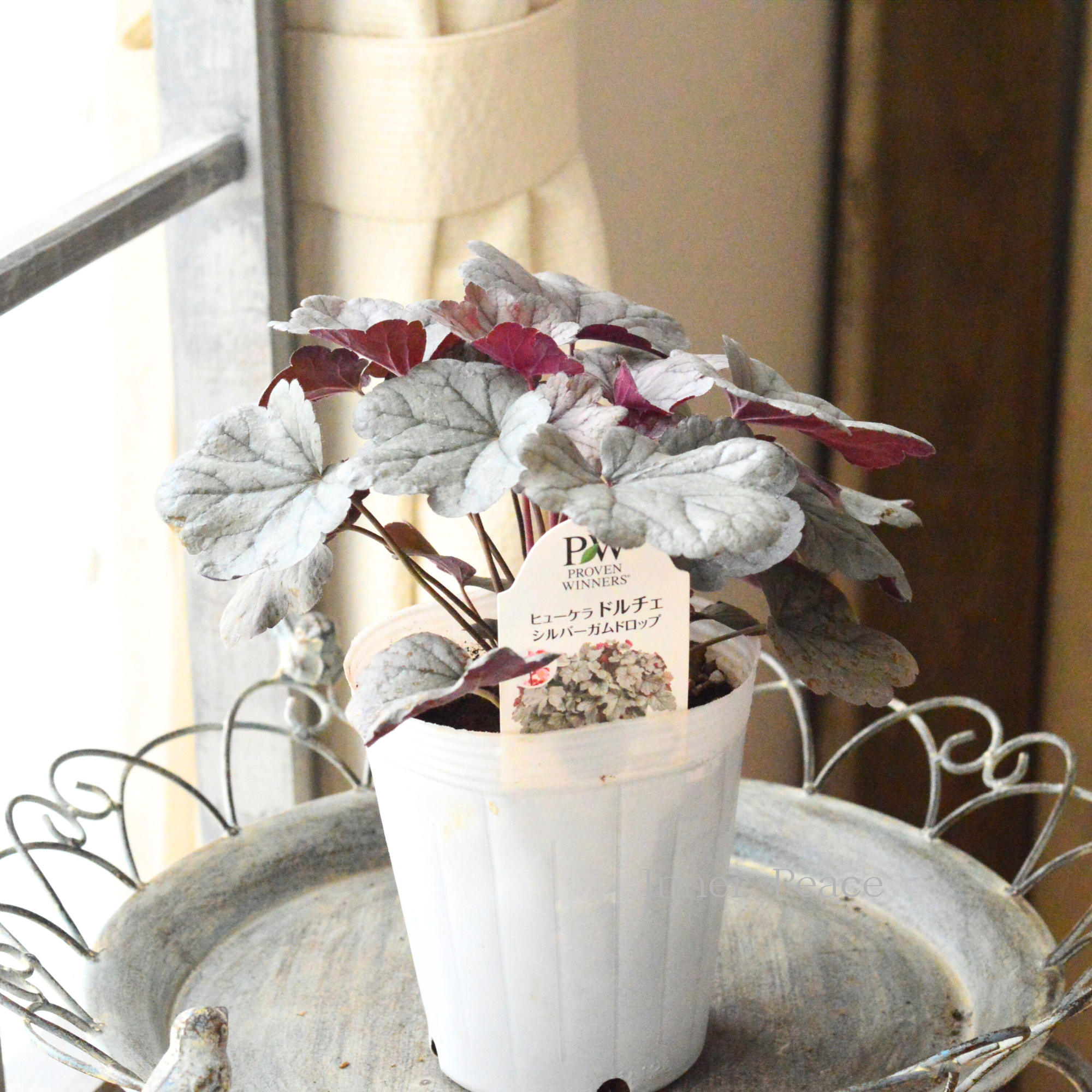 【PW】 ヒューケラ ドルチェ　『シルバーガムドロップ』　4寸ロングPOT