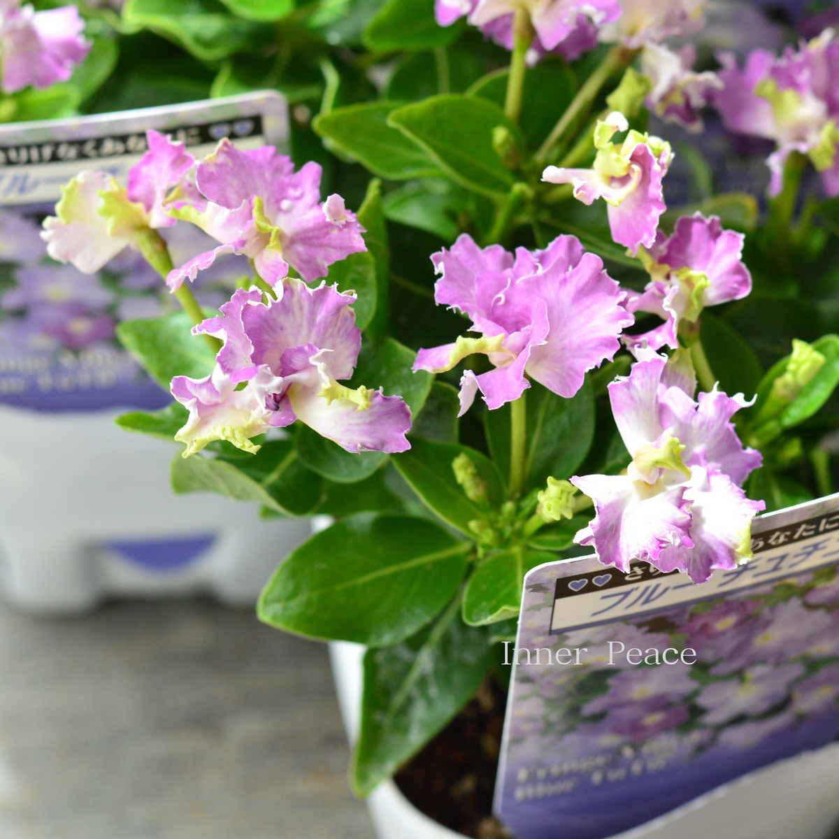 北島園芸さん】 ニチニチソウ 『ブルーチュチュ』 3.5寸POT