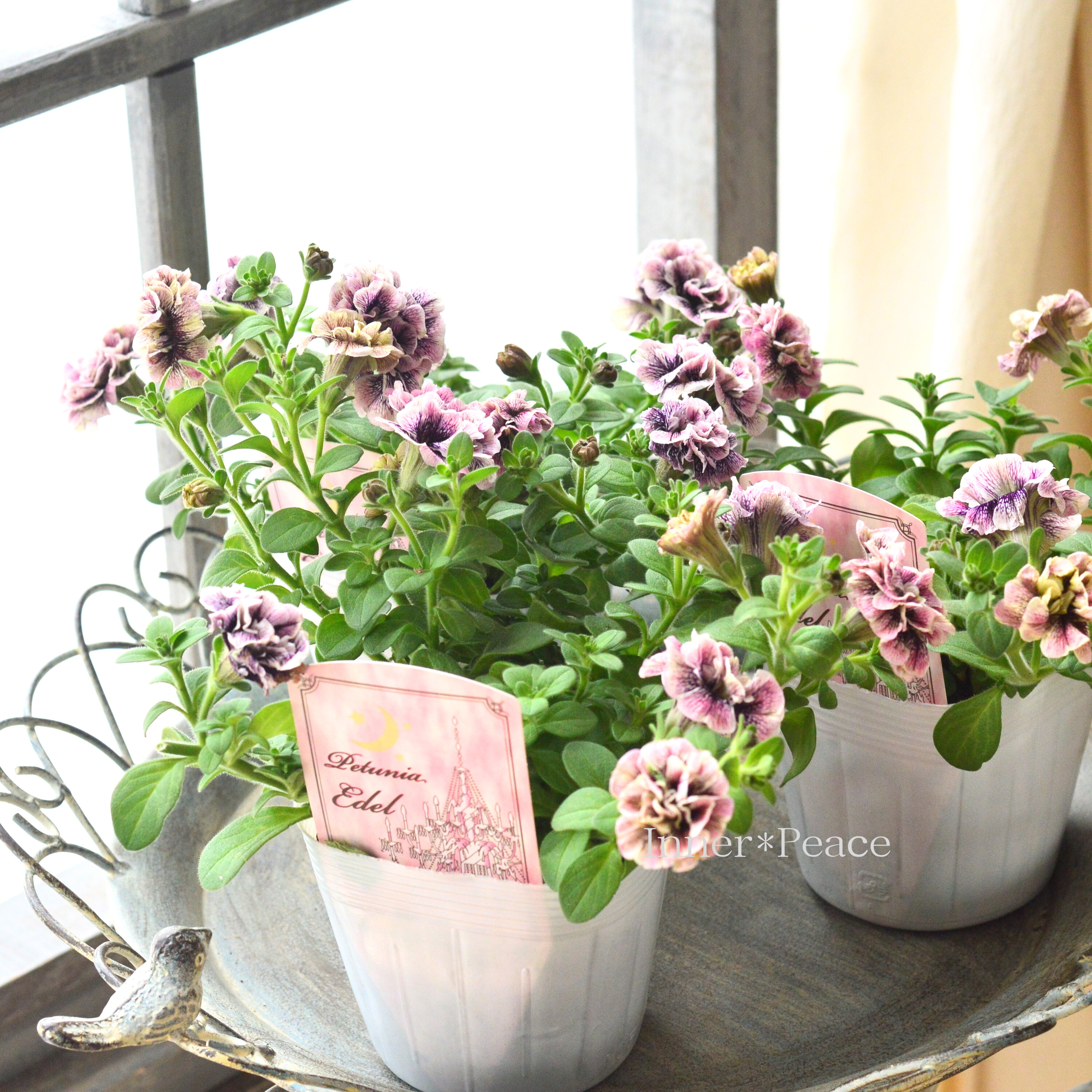 NEW ARRIVAL NEW ARRIVAL