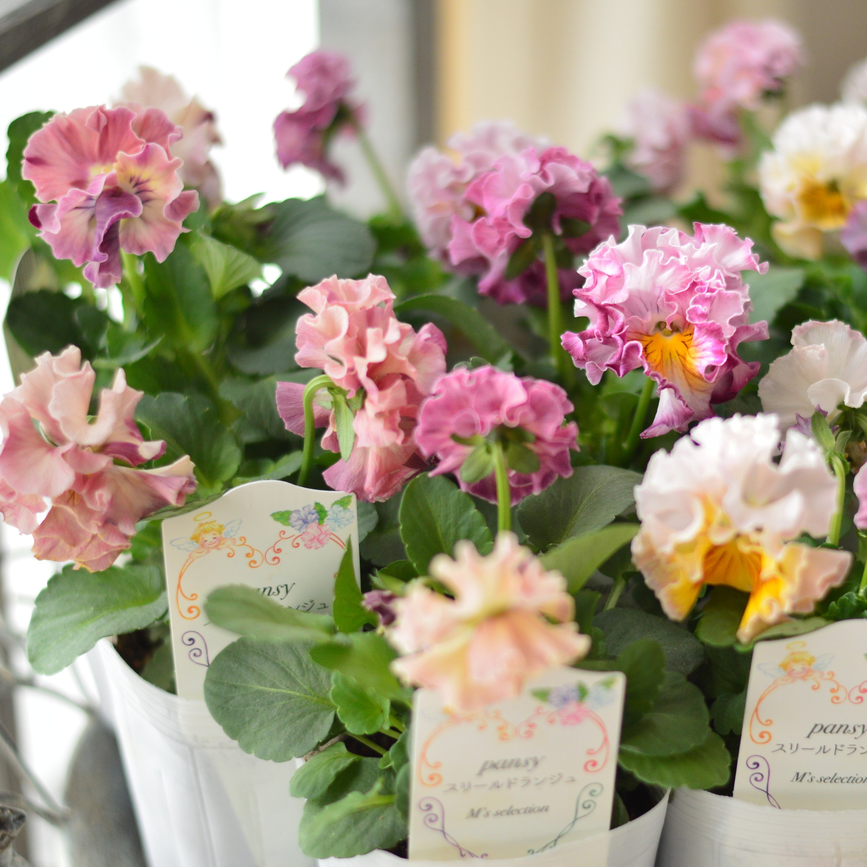 【松原園芸さん】 パンジー　『スリールドランジュ・ピンク系』　　3寸POT