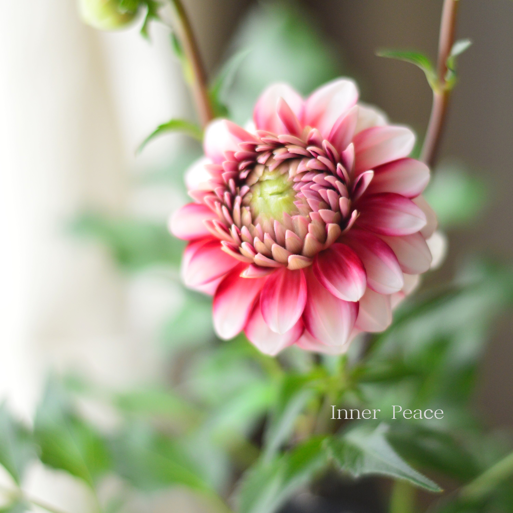 【美しい】ダリア 『恋金魚』　　3.5寸ロングPOT