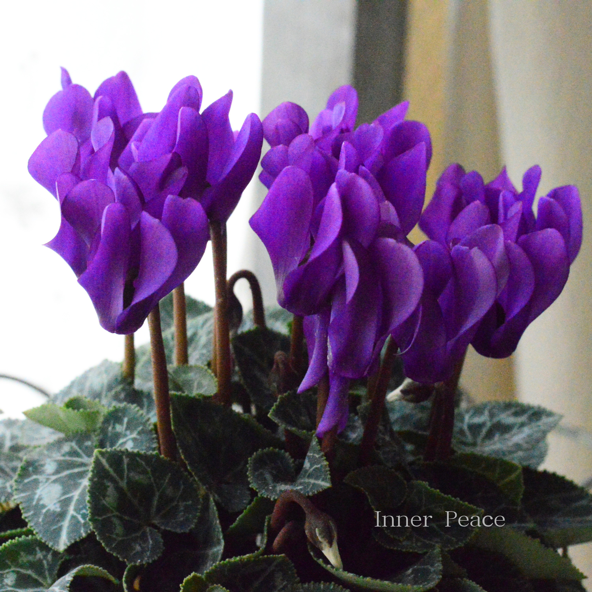 【New】 ガーデンシクラメン　『ドラゴン・ディープブルー』　 3寸硬質POT