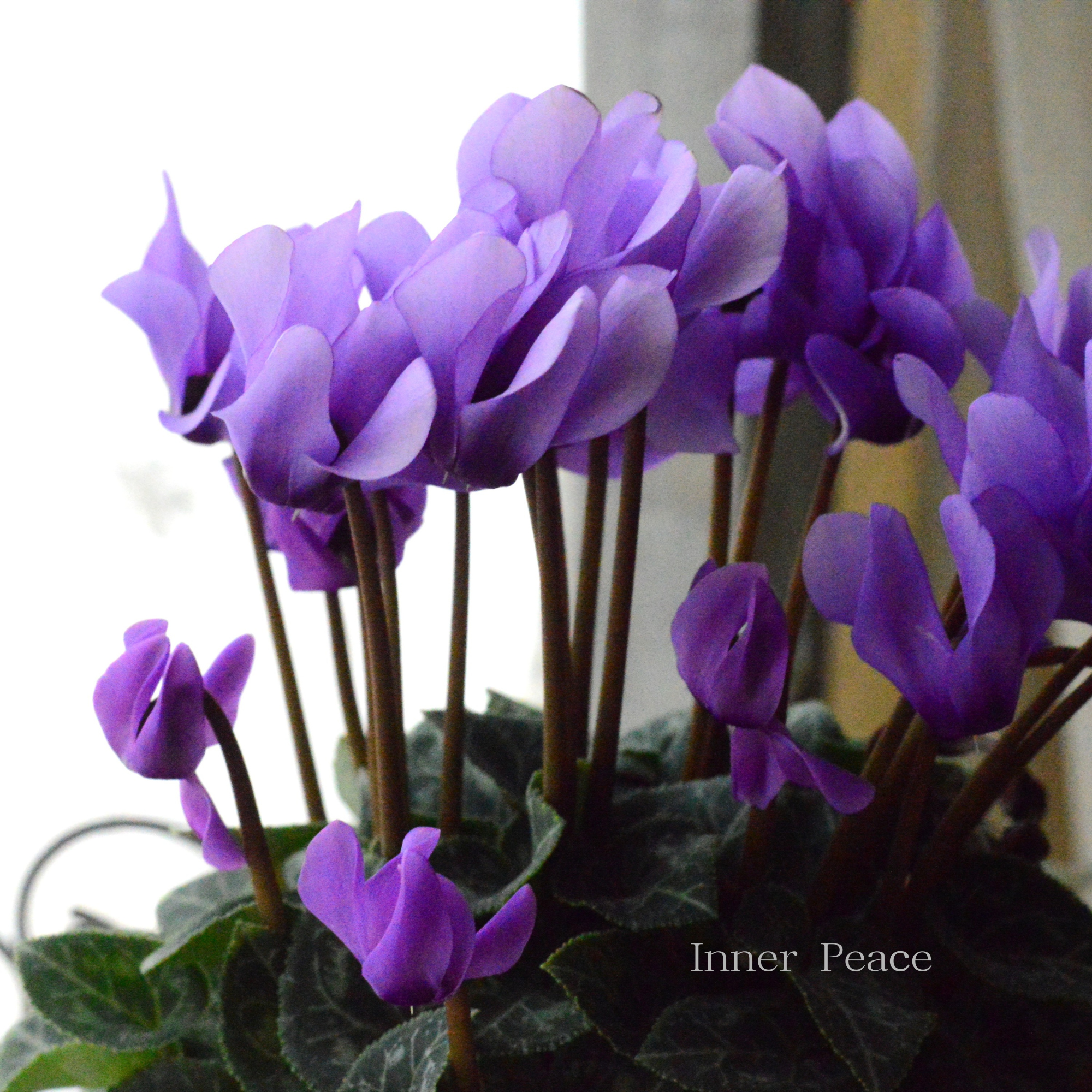 【New】 ガーデンシクラメン　『ドラゴン・ライトブルー』　 3寸硬質POT