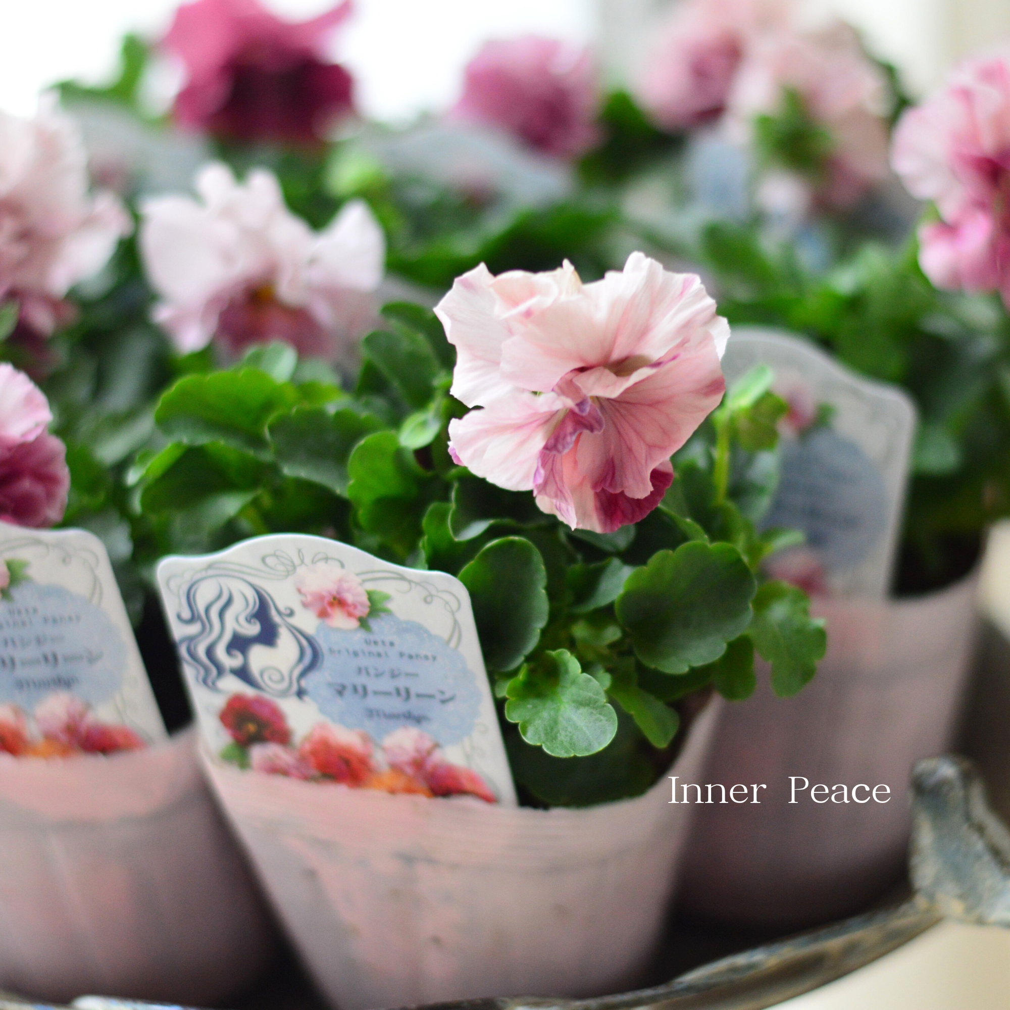 【うえたさん育種】 パンジー 『マリーリーン・C』　3.5寸POT