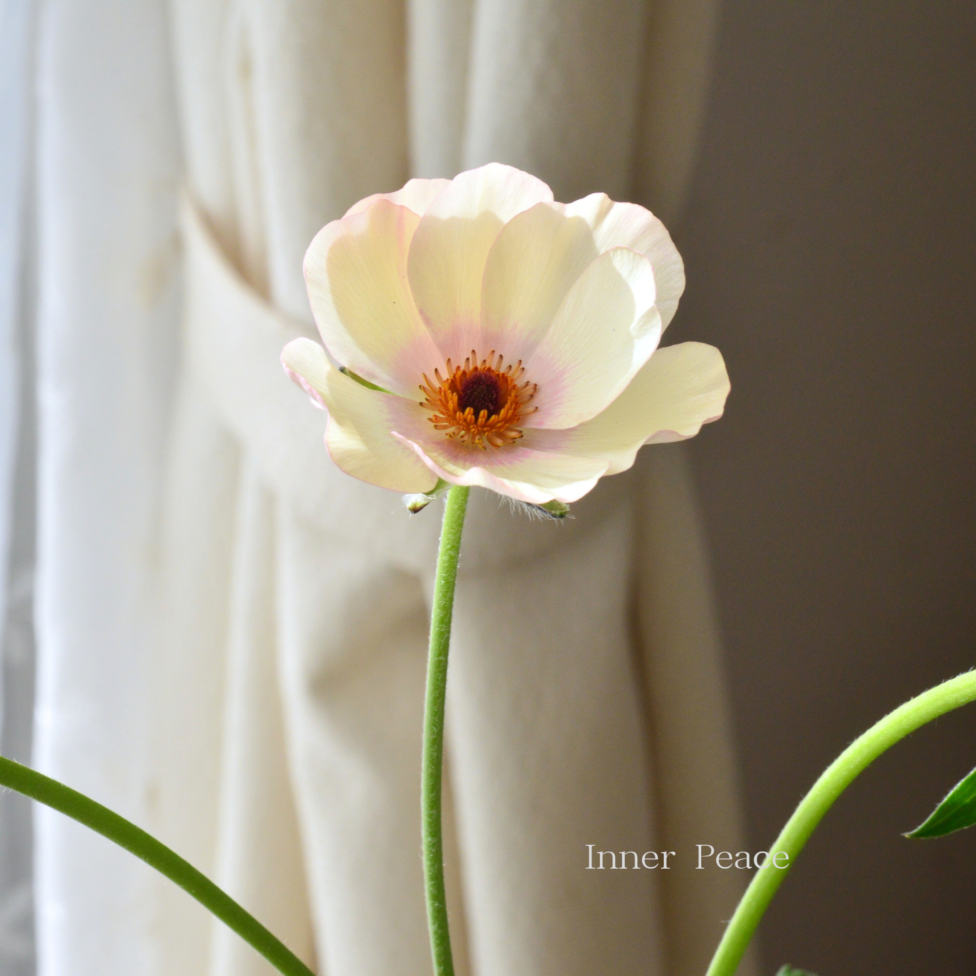 【美しい】 ラナンキュラス・ラックス 『メリッサ』　 4寸POT