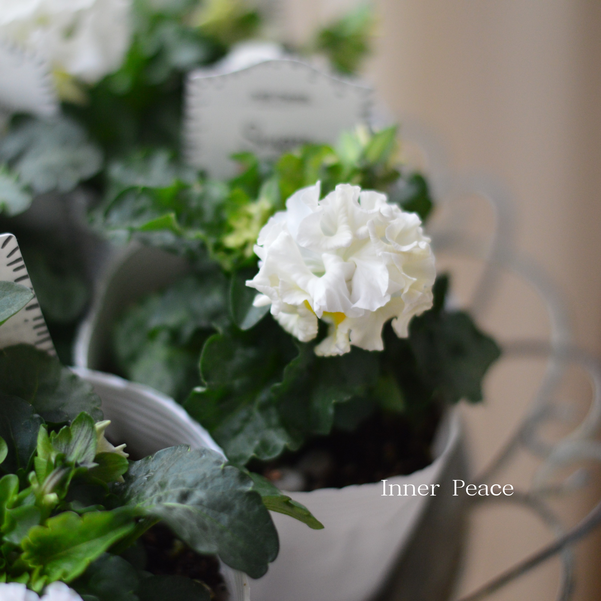 【湘南Berryさん】 フリルパンジー 『シュガーボンボン・ホワイト系』　3寸POT