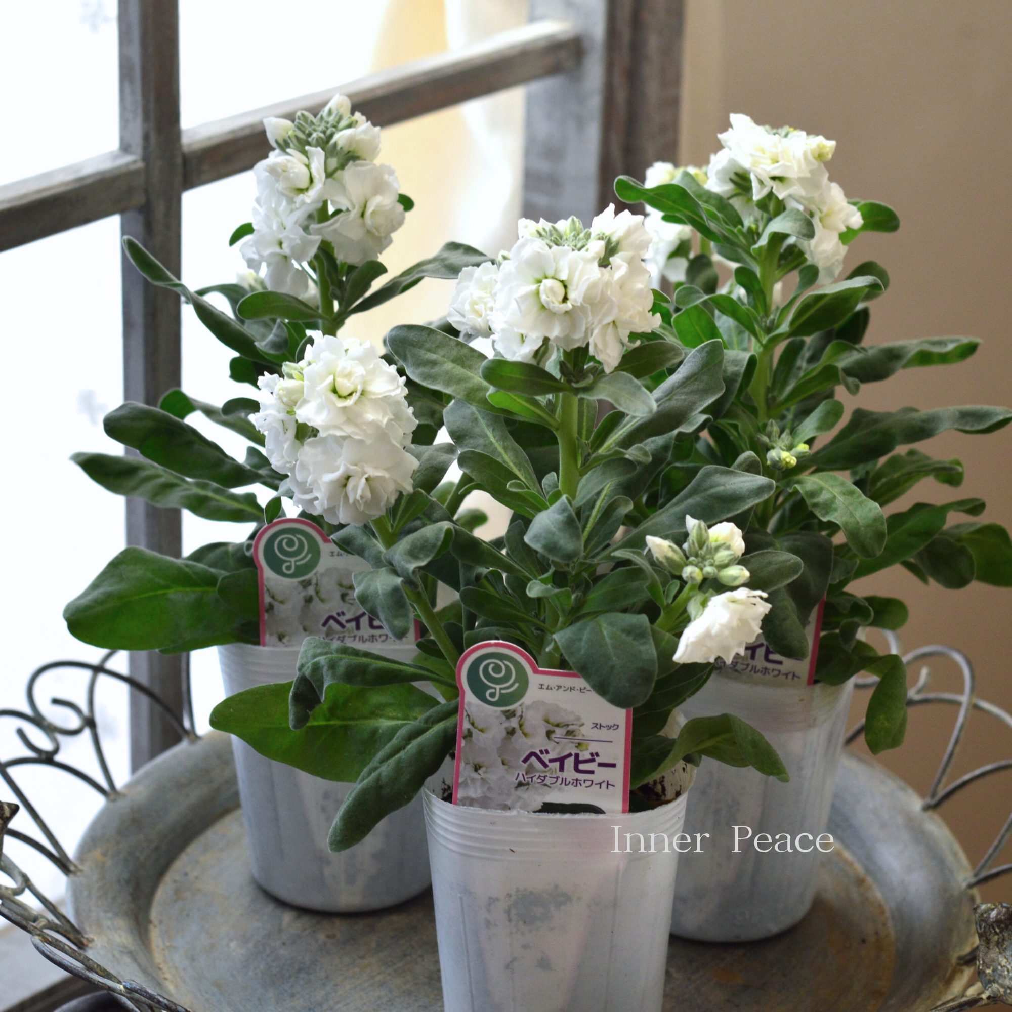 【八重咲き】 ストック ベイビー   『ハイダブルホワイト』　  3寸ロングPOT