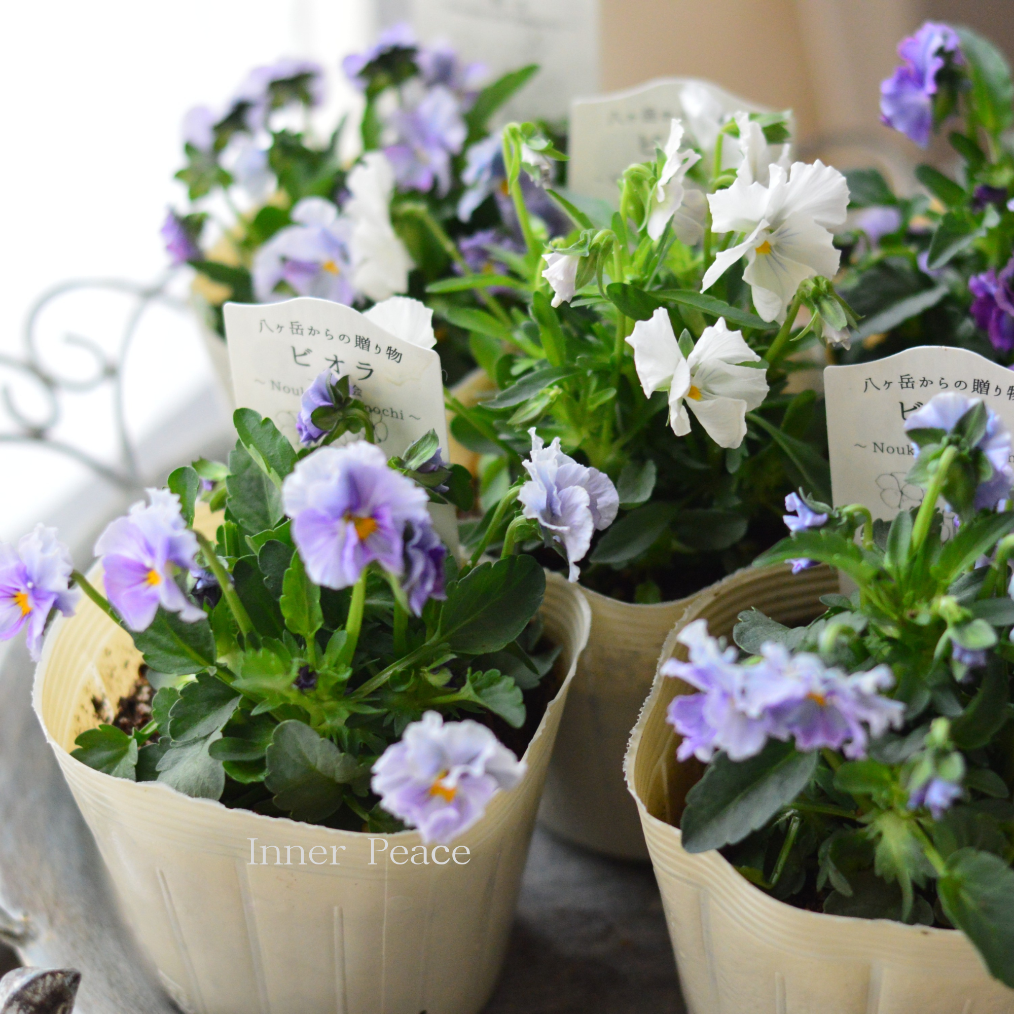 【VEGIHANA FARMさん】 ビオラ　『一期一会・Nouka no Kimochi』　　3.5寸POT