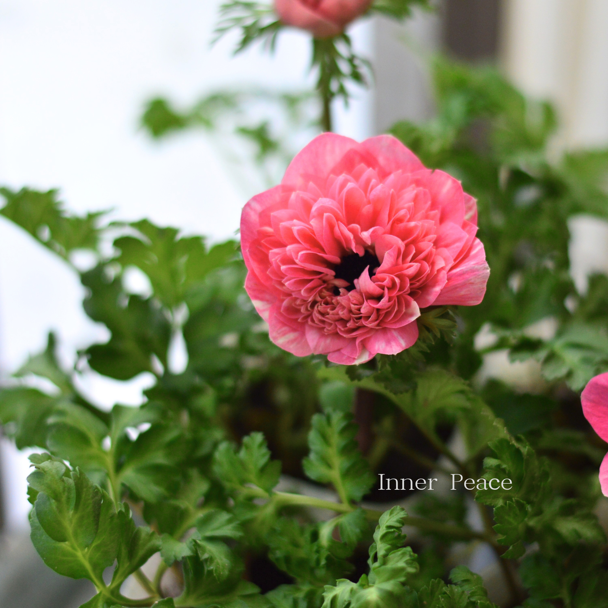 【人気】 アネモネ 『ポルトダブル・ピンク』 　3.5寸POT