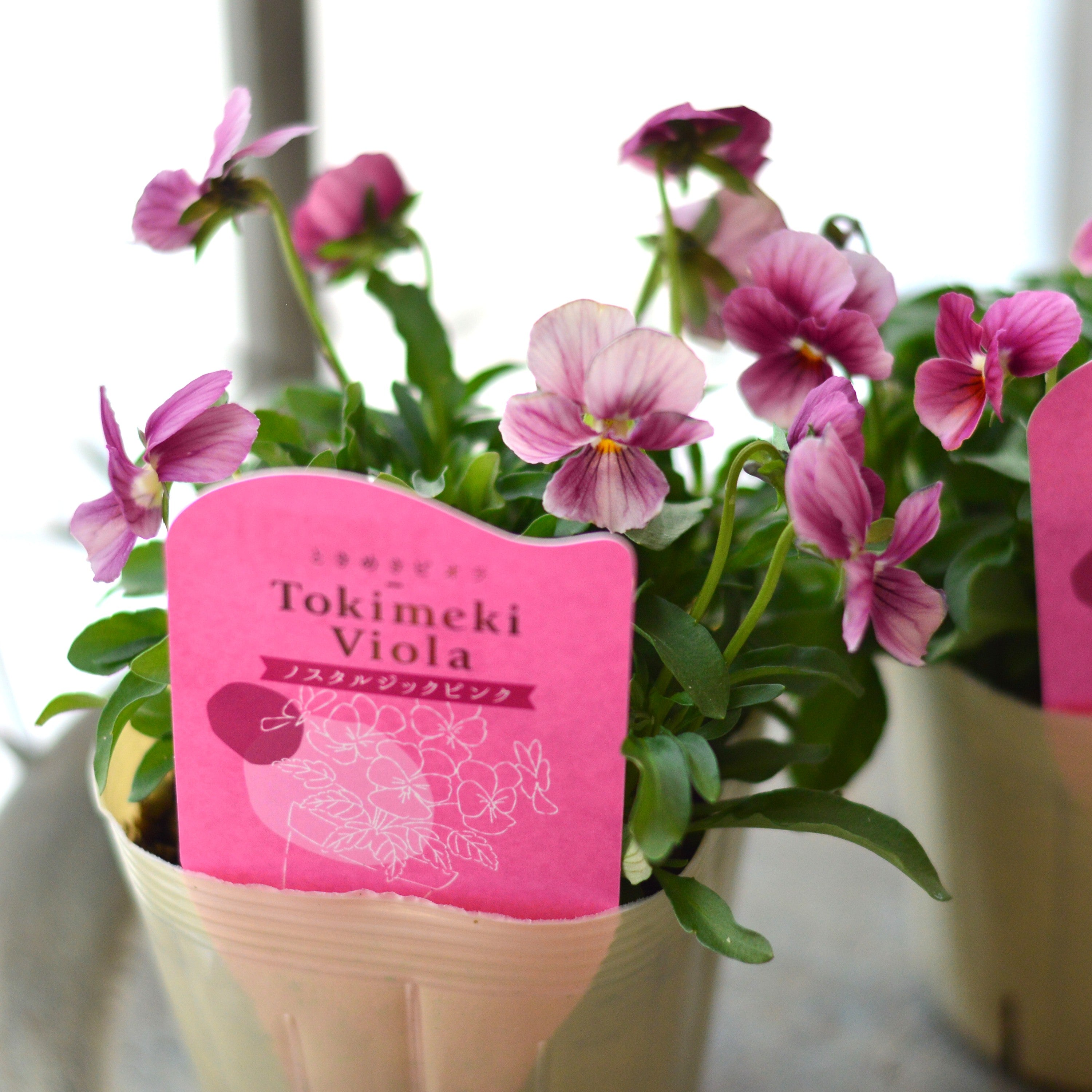 【奥田園芸さん】 ときめきビオラ　『ノスタルジックピンク』　3.5寸POT