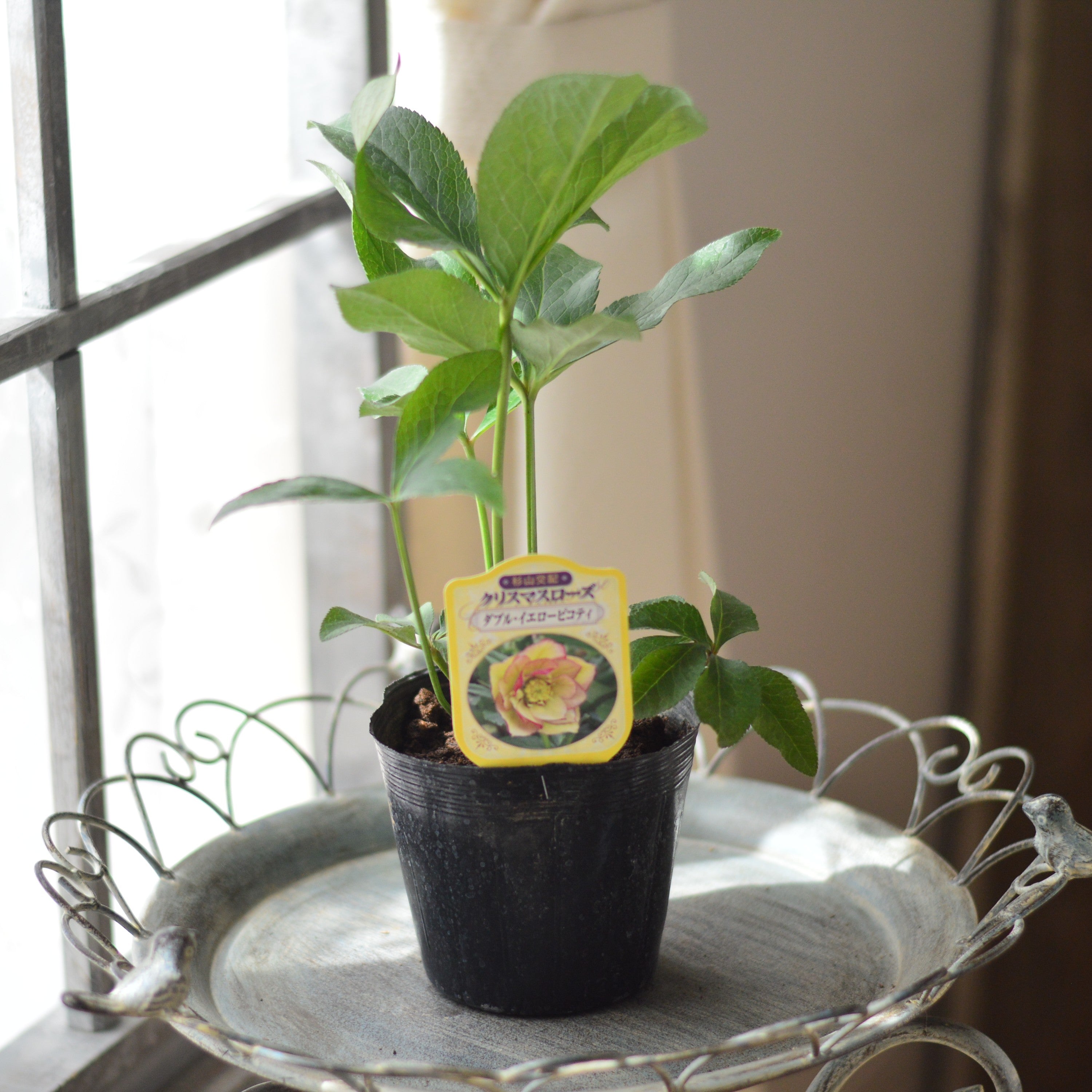 【杉光園芸さん】  クリスマスローズ　『ダブル・イエローピコティ』　　4寸POT