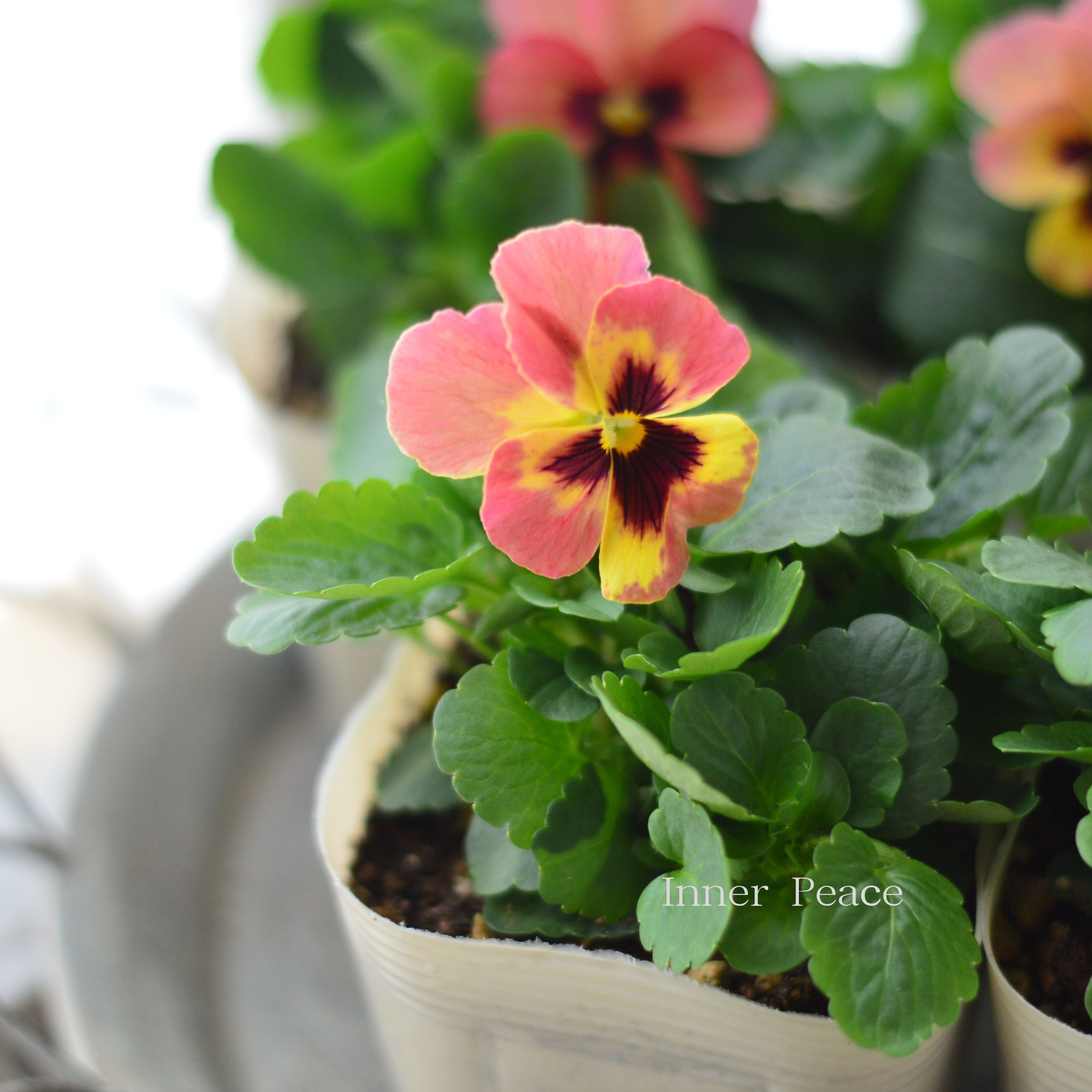 【かわいい】 パンジー　『イエローローズブロッチ』　　3.5寸POT