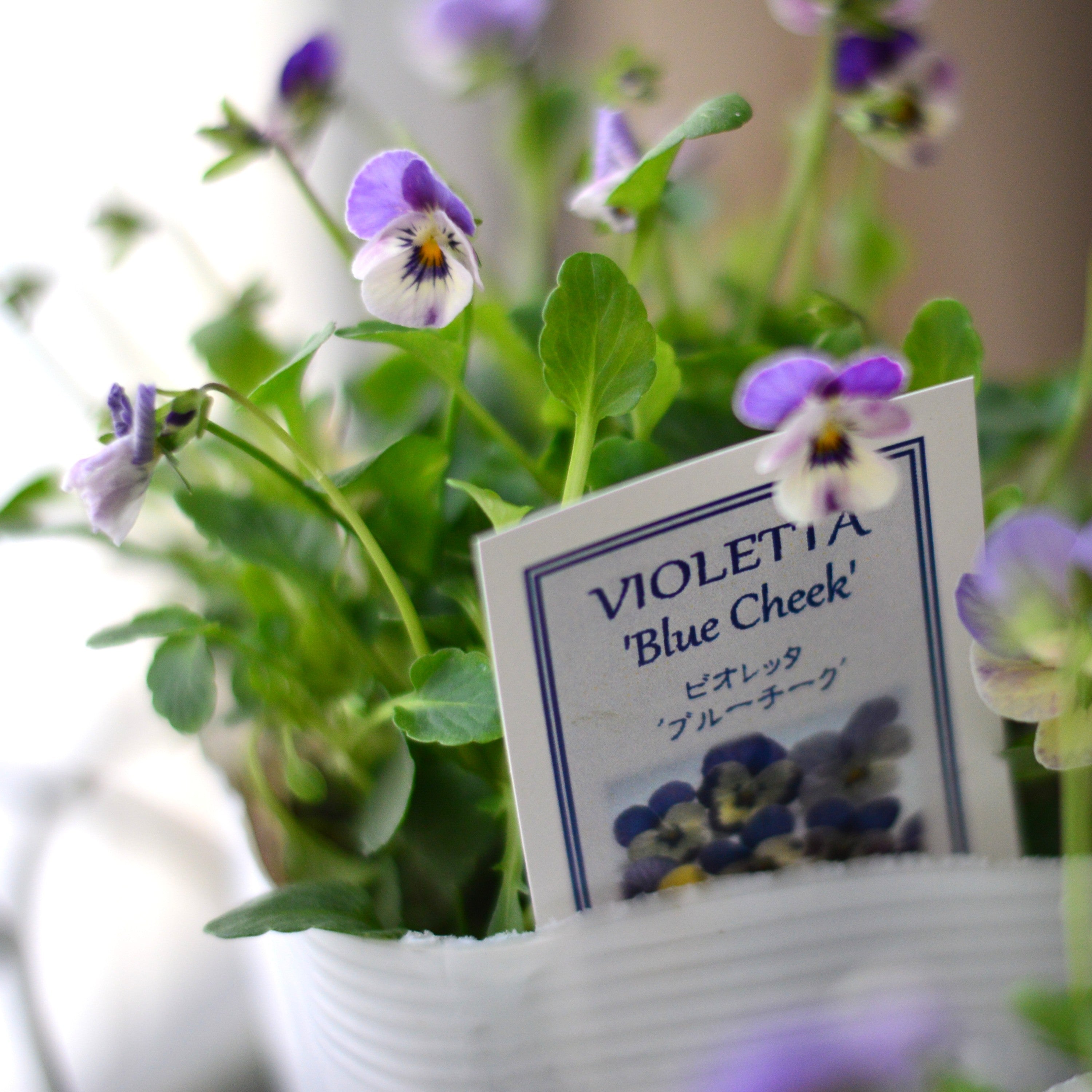 【かわいい】 小輪ビオラ　ビオレッタ　『ブルーチーク』　　3.5寸POT
