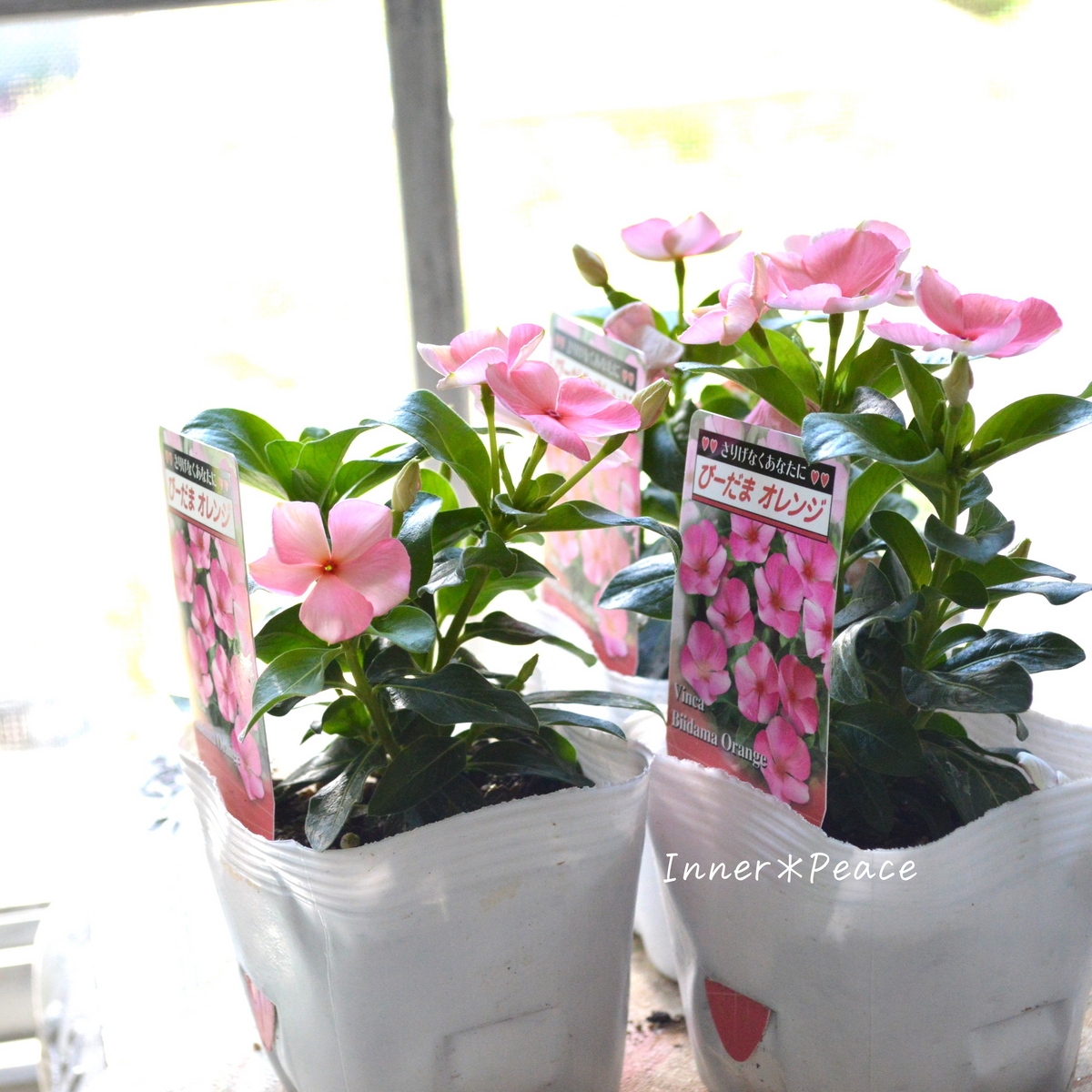 北島園芸さん】 ニチニチソウ 『びーだまオレンジ』 3.5寸POT