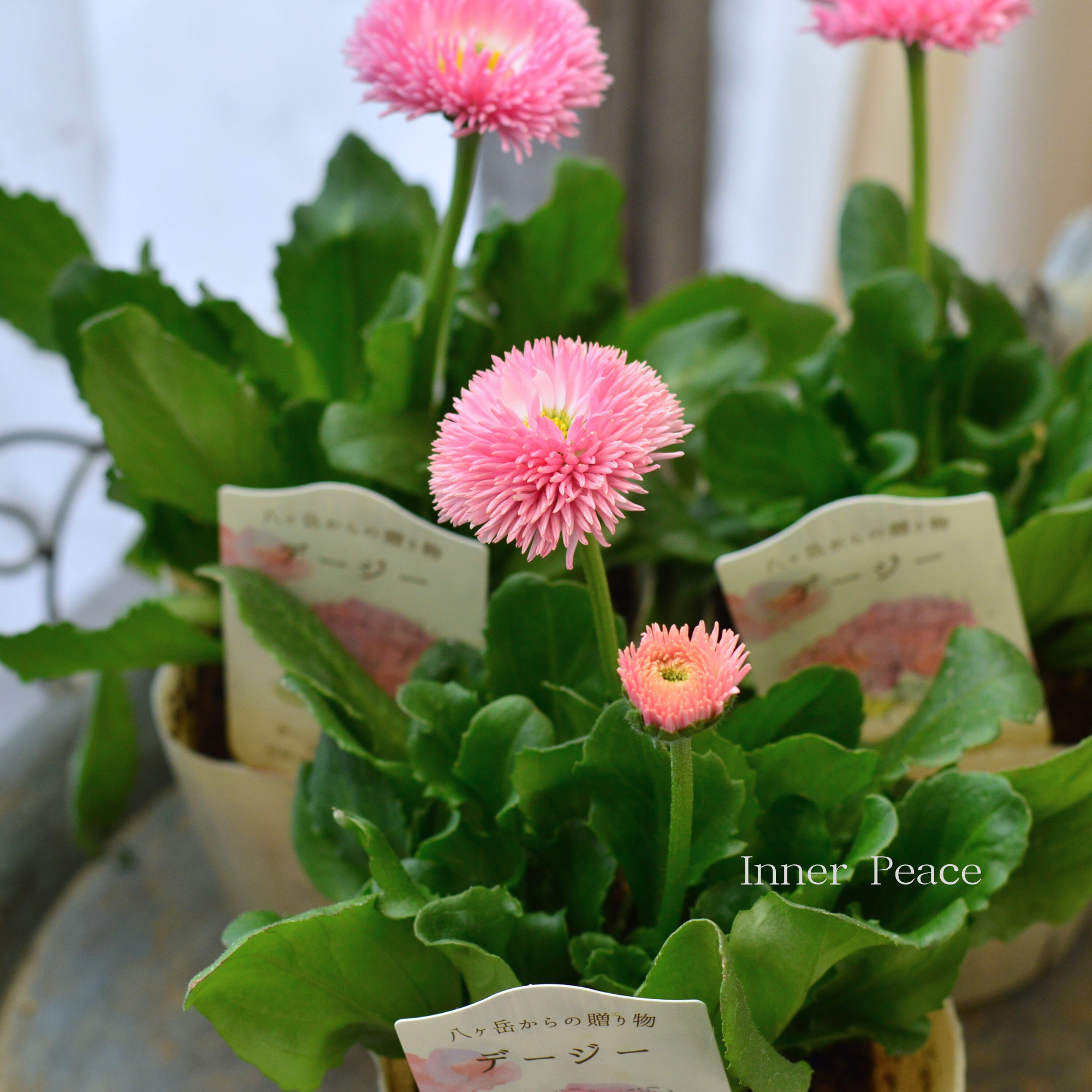 【かわいい】 チロリアンデージー　　3.5寸POT