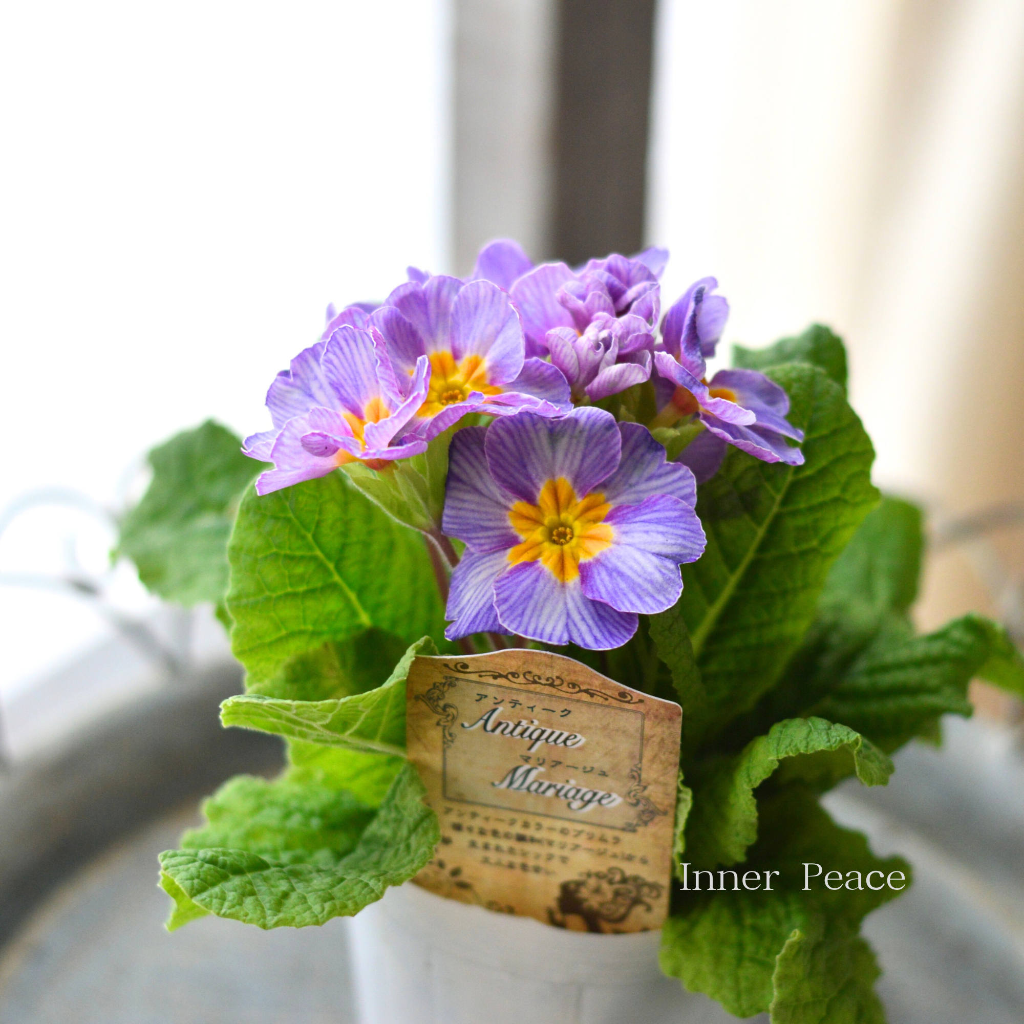 松原園芸さん】 プリムラ・アンティークマリアージュ 『パープル系』 3