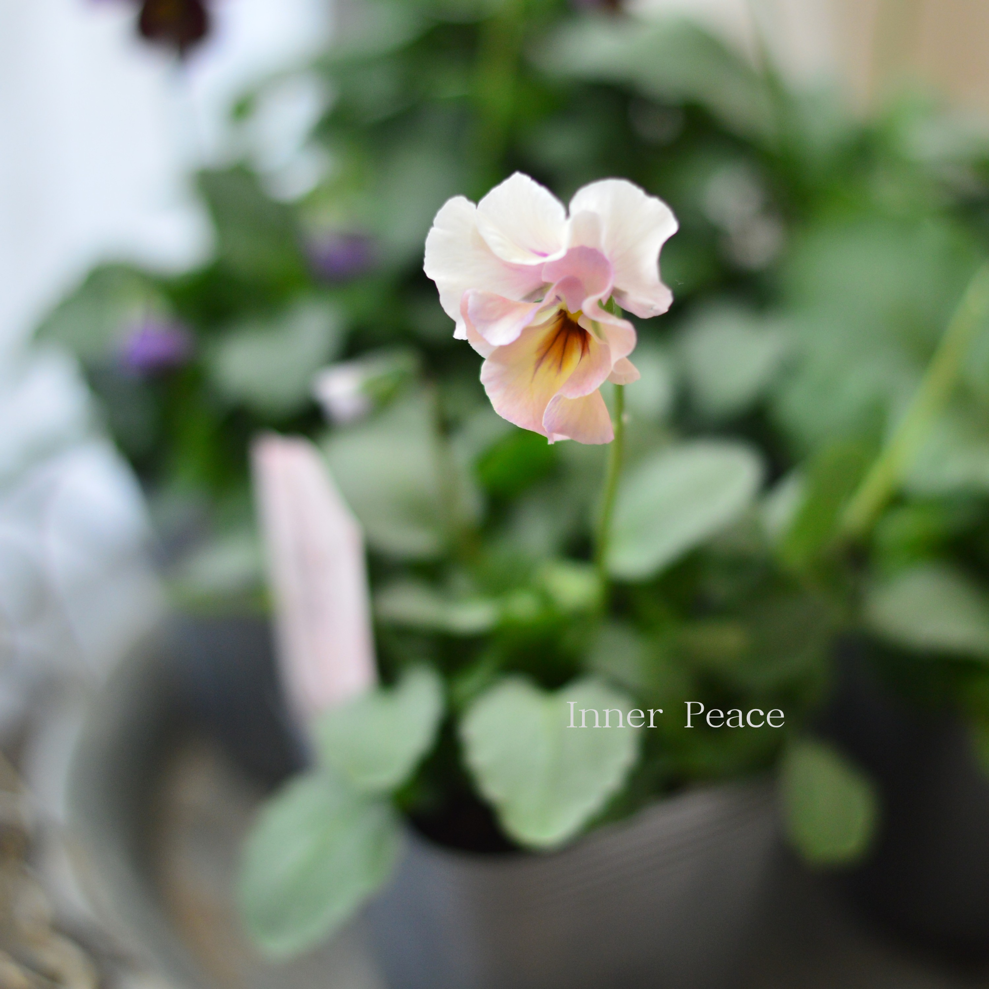 【吉村龍典さん育種ビオラ】 君待ちシリーズ　　3.5寸POT